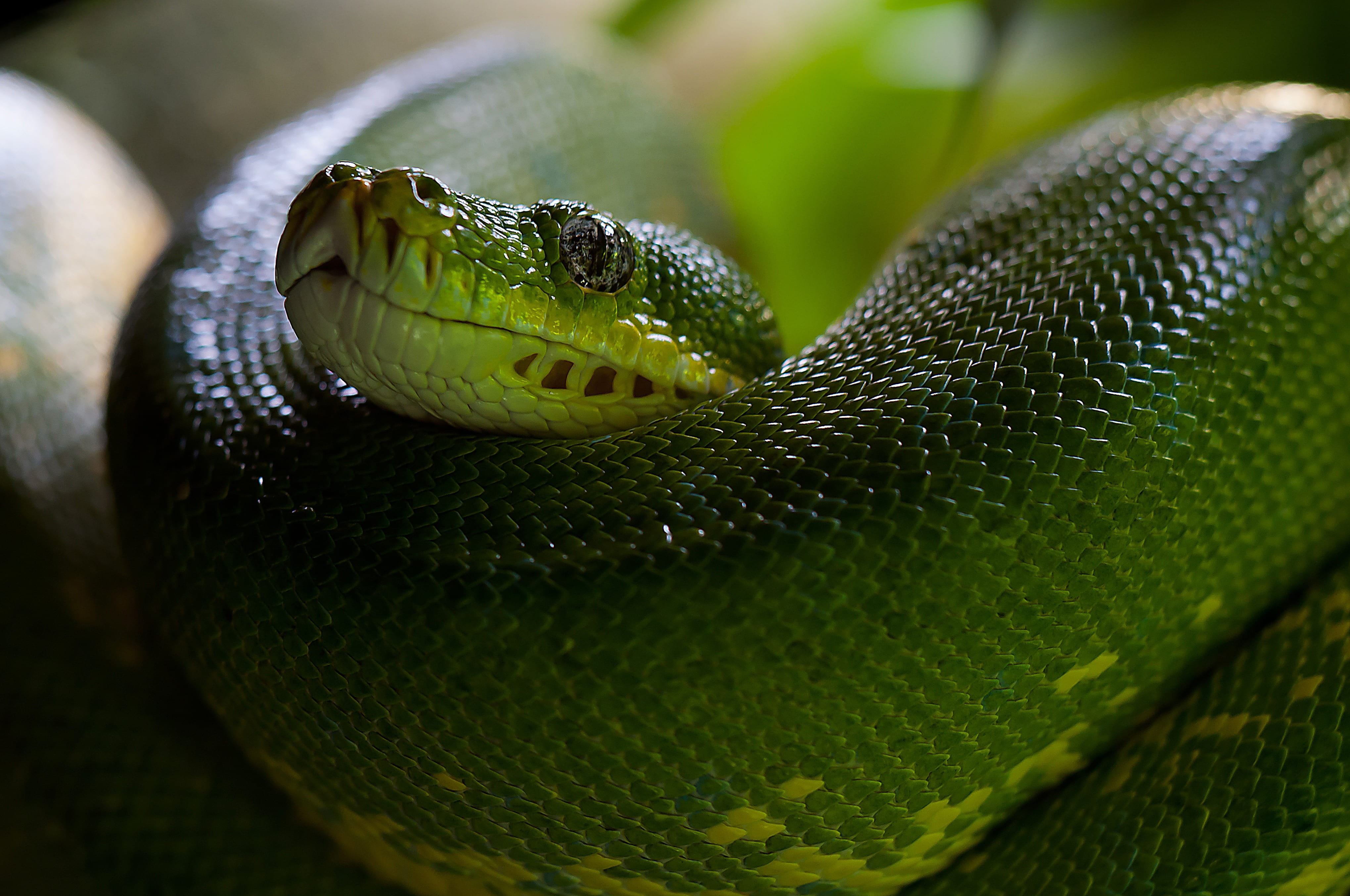 animal eye, viper, vertebrate, rainforest, zoo, warning sign, communication, one animal, nature, focus on foreground, animal themes, curled up, day, animal head, HD Wallpaper