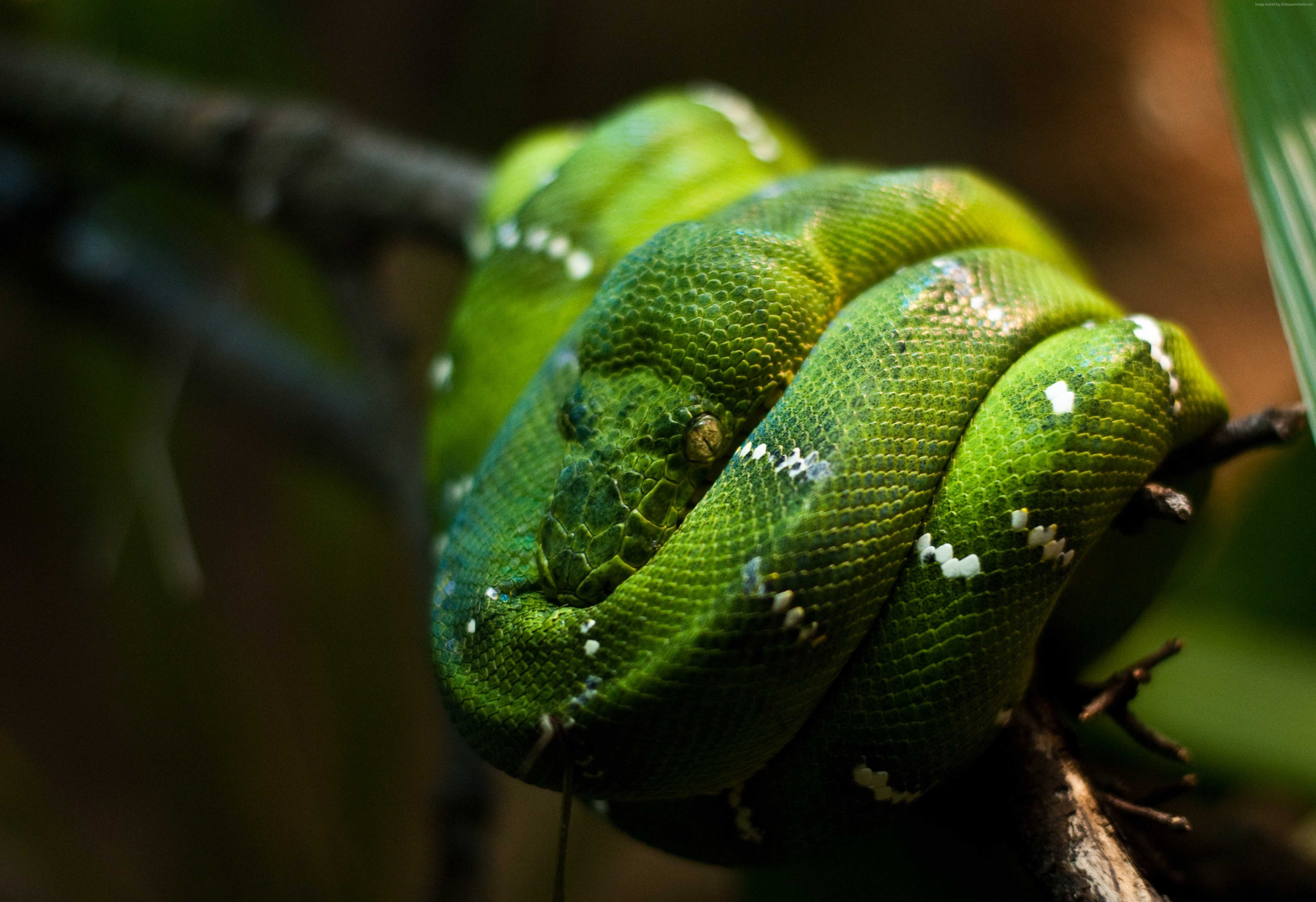 branch, reptile, no people, outdoors, rainforest, focus on foreground, animal body part, Green, zoo, snake, Singapore, green color, eyes, animal, Python, HD Wallpaper