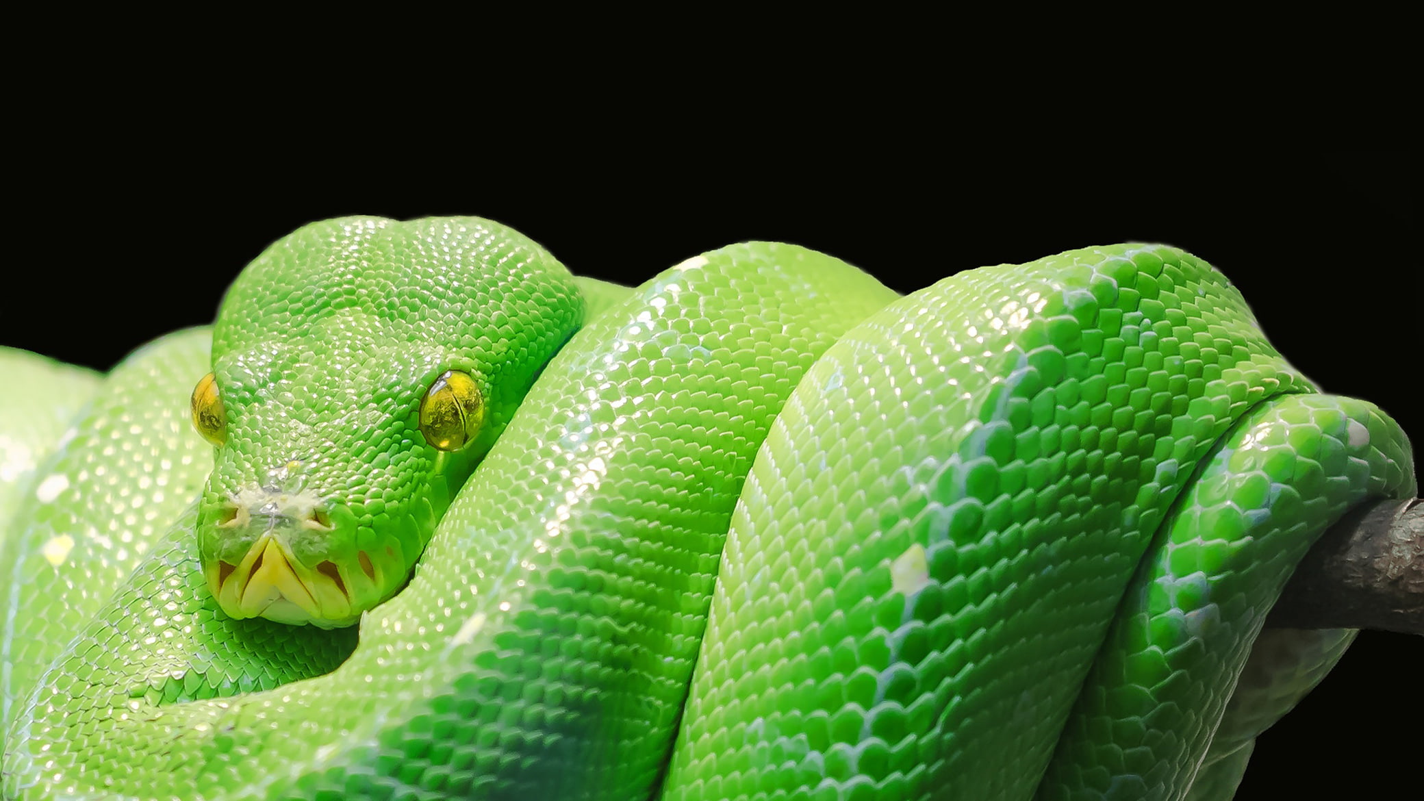 Dark background, 1080P, Green tree python, Snake, HD, HD Wallpaper