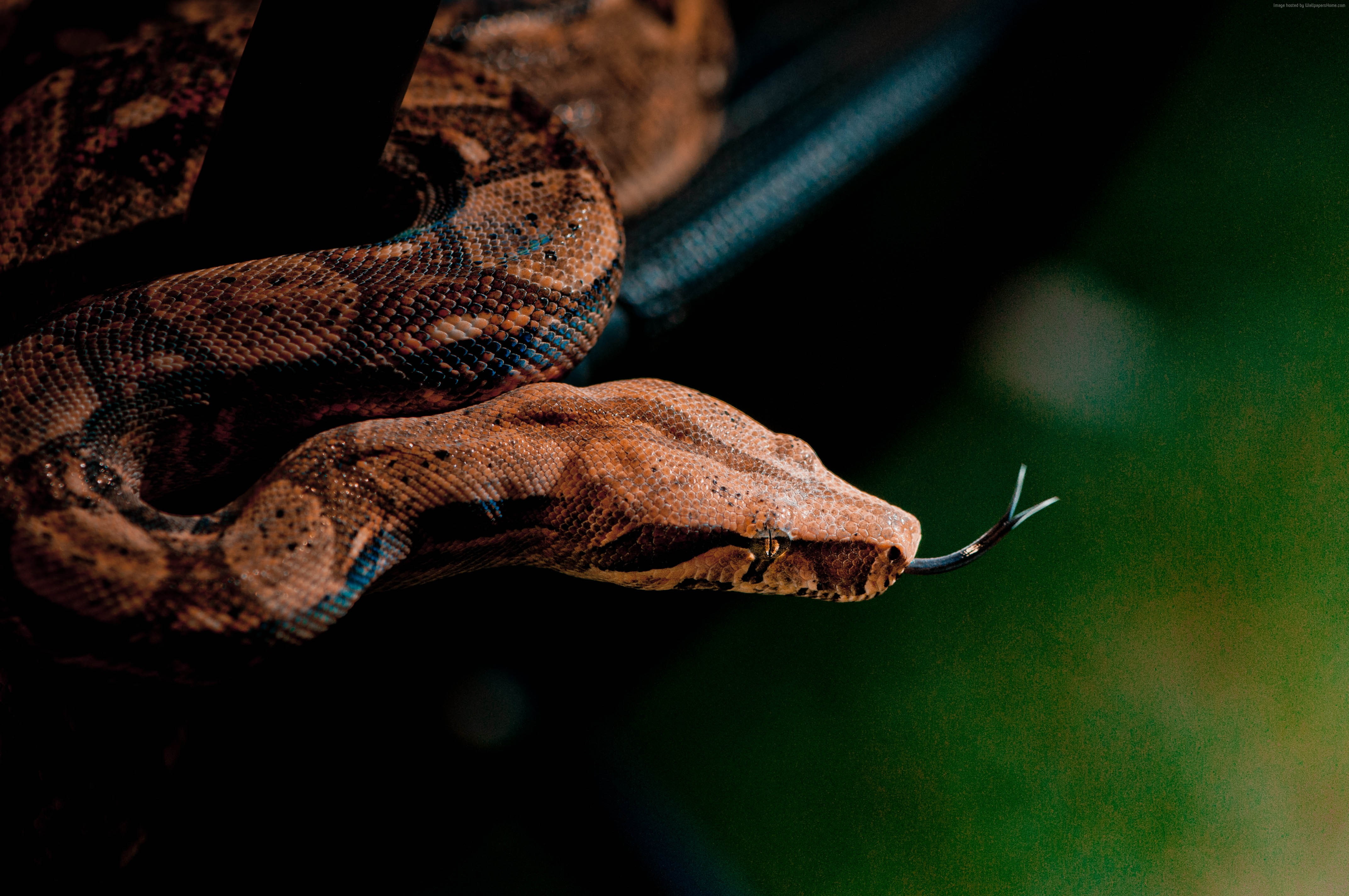 green, grey, 4K, animal, close-up, reptiles, skin, nature, Snake, brown, HD Wallpaper
