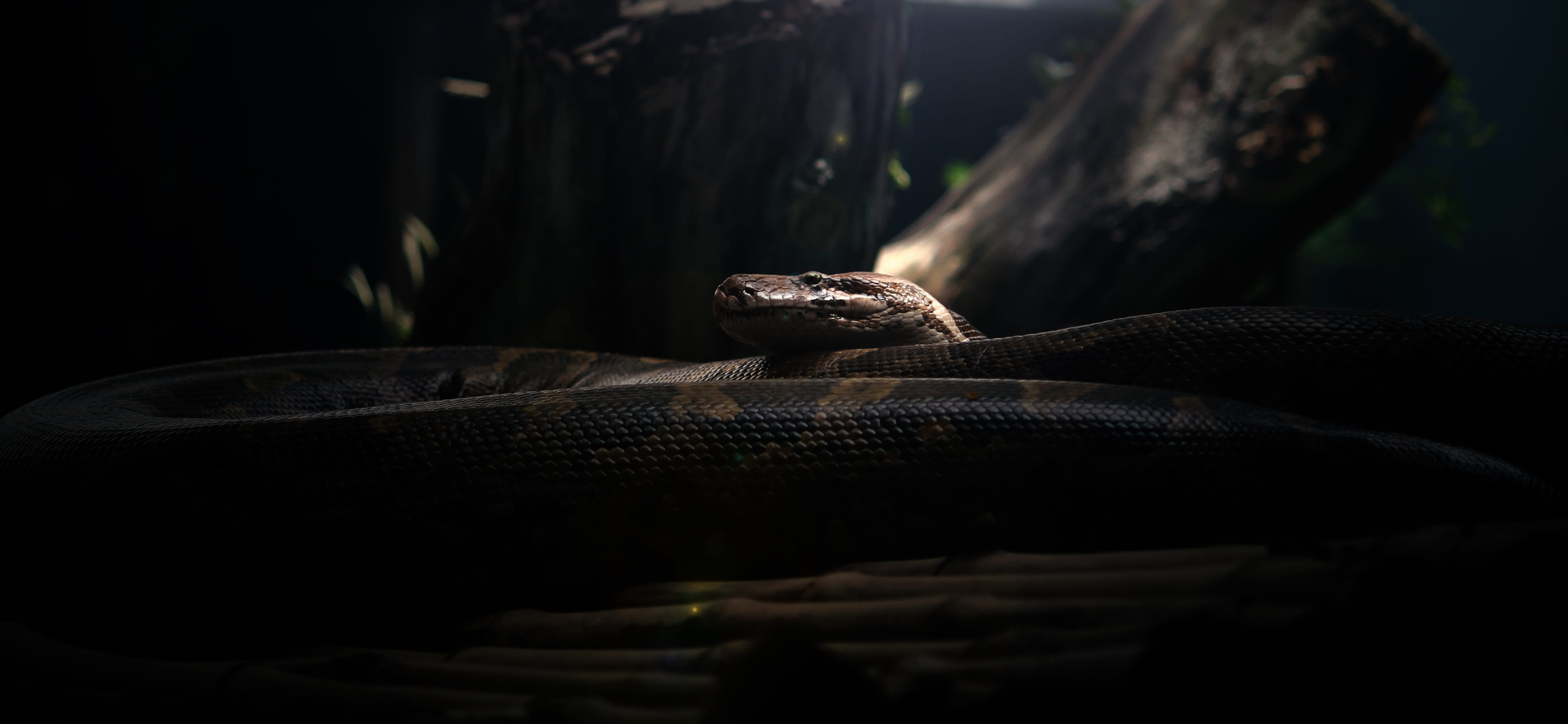 close-up, nature, wild, beautiful skin, zoo, rock - object, dangerous, skin, lizard, solid, poisonous, animal wildlife, big reptile, one animal, 5K, animal body part, HD Wallpaper