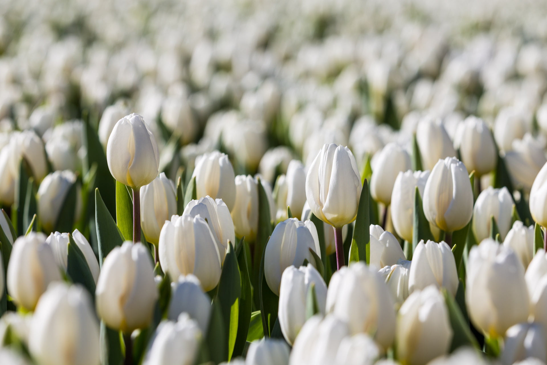 shallow, Capital  City, springtime, green Color, plant, focus, Thomas, kopenhagen, skandinavien, season, Danish, 1080P, White love, Copenhague, dansk, HD Wallpaper