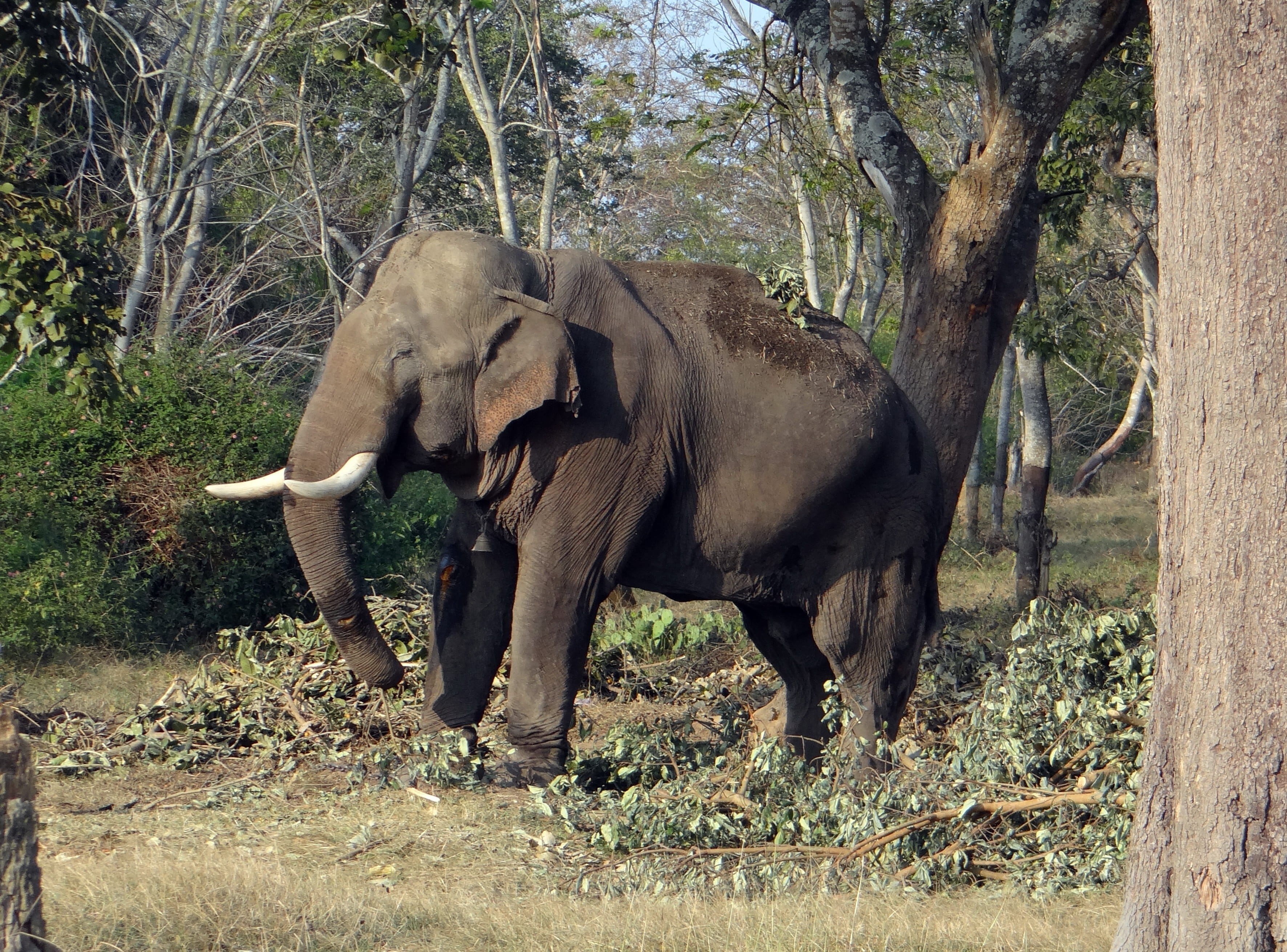 safari, pachyderm, herbivorous, Mammal, land, forest, India, tree, Tusker, one animal, african elephant, trunk, Animal, 2K, animal themes, animals in the wild, HD Wallpaper