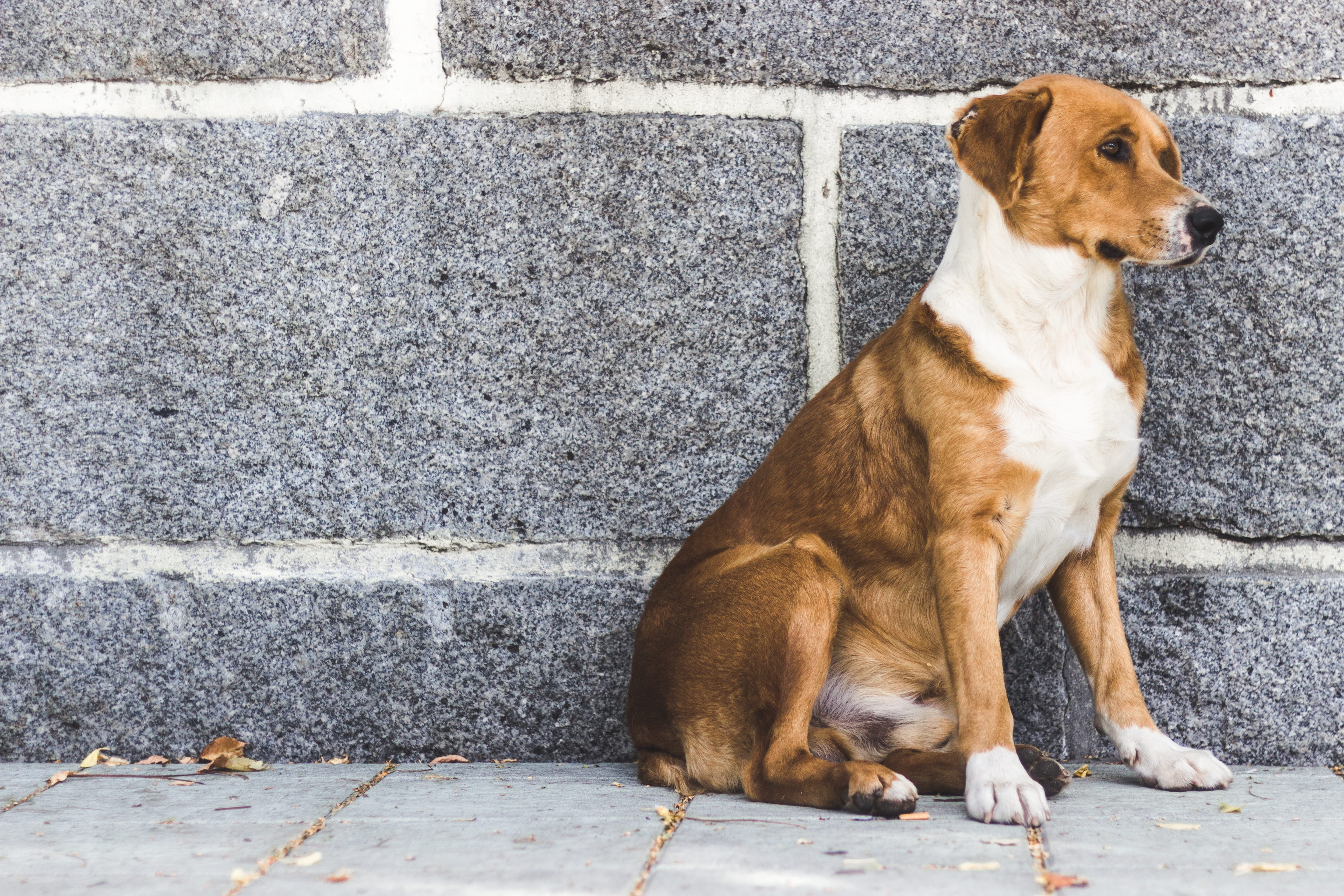 flesh, street, pets, damaged, looking, wall, relaxation, brown, day, animal head, white, wall - building feature, sidewalk, one animal, dog, 4K, no people, HD Wallpaper