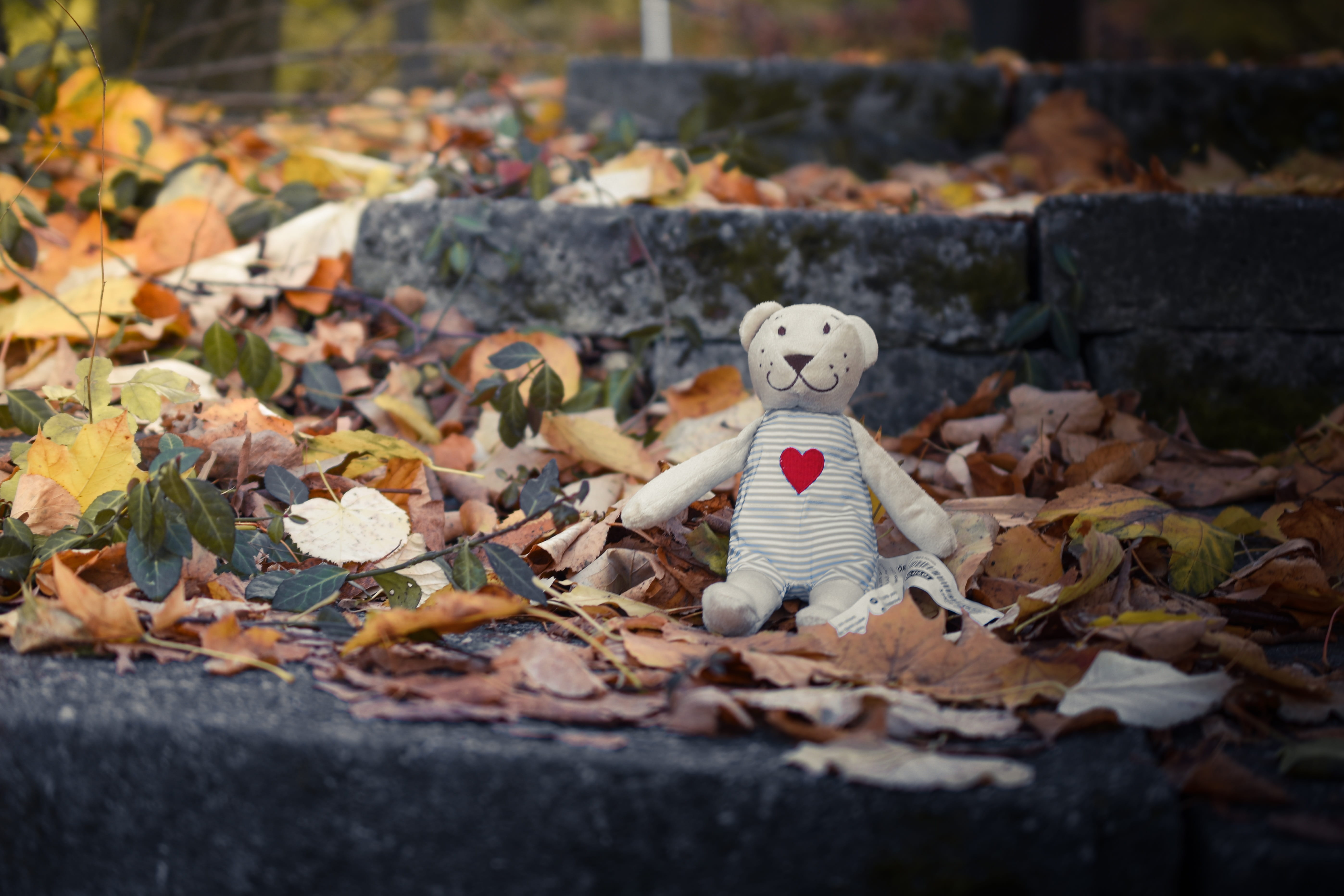 change, day, land, green, creativity, animal, autumn, focus on foreground, bear, brown, dangerous, outdoors, leaf, beast, representation, solid, plant part, HD Wallpaper