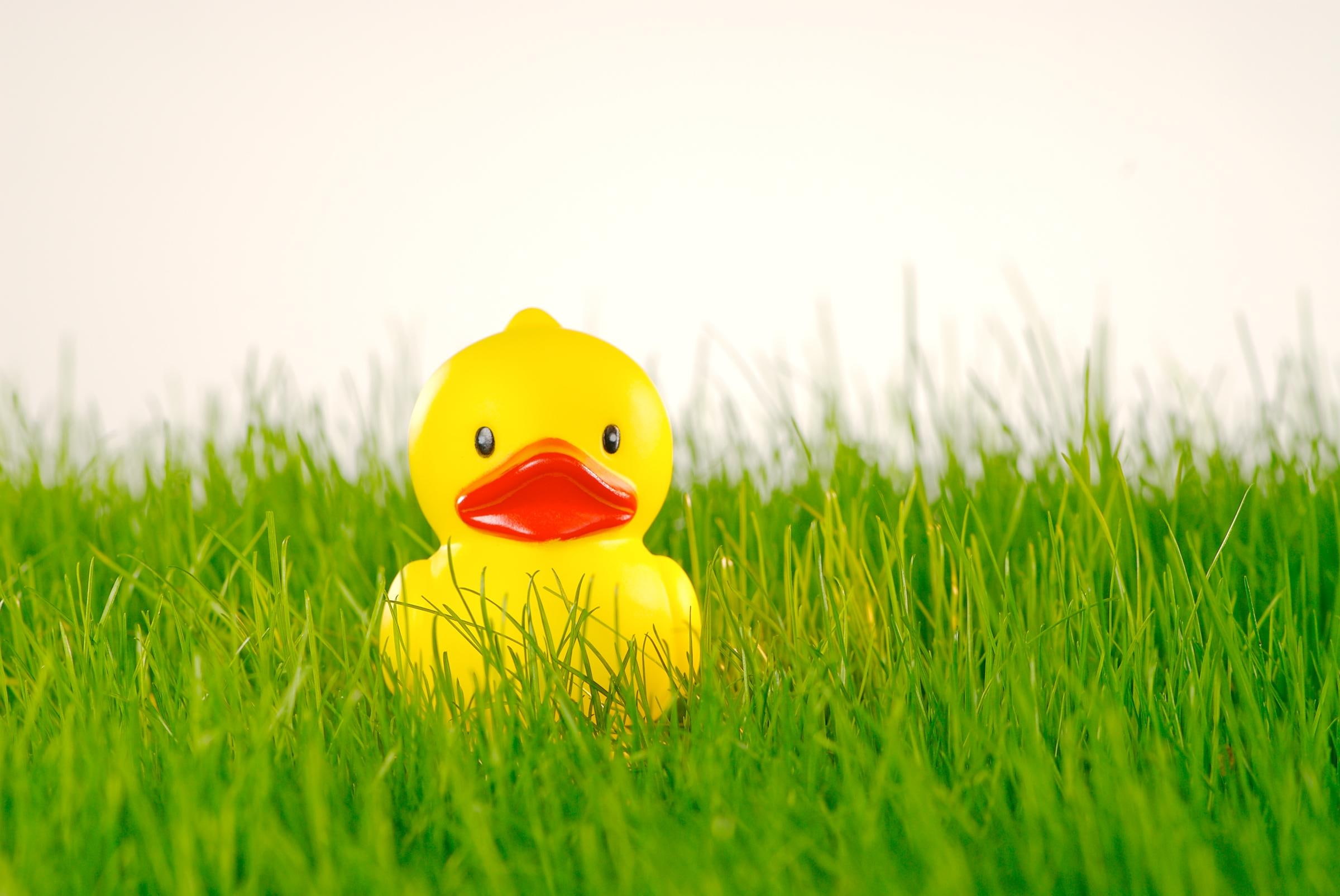 grass, rubber, duck, 1080P, rubber duck, cute, 3d and abstract, HD Wallpaper