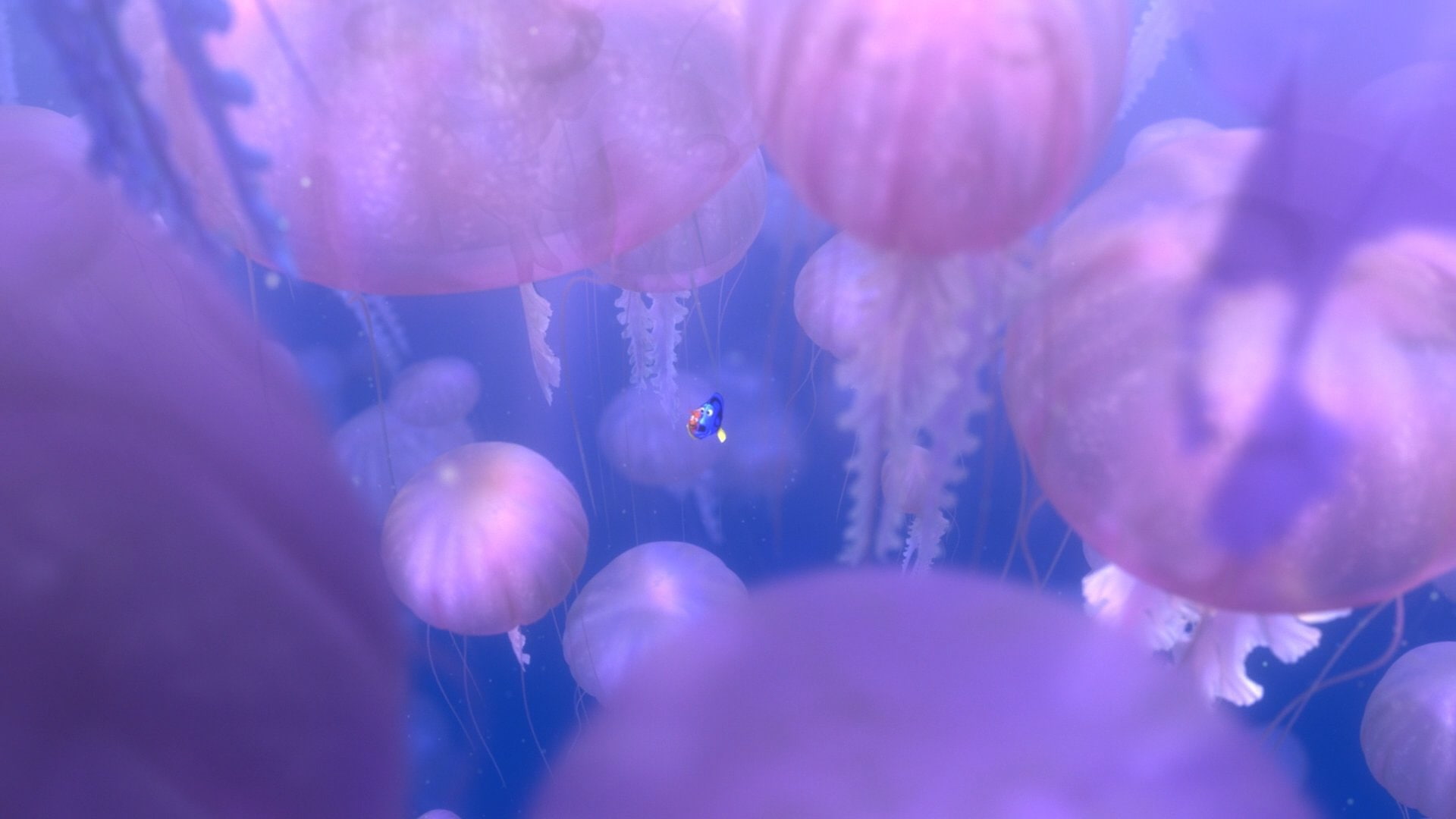 underwater, comedy, drama, nemo, family, sea, adventure, finding, fish, ocean, jellyfish, tropical, disney, 1080P, animation, HD Wallpaper