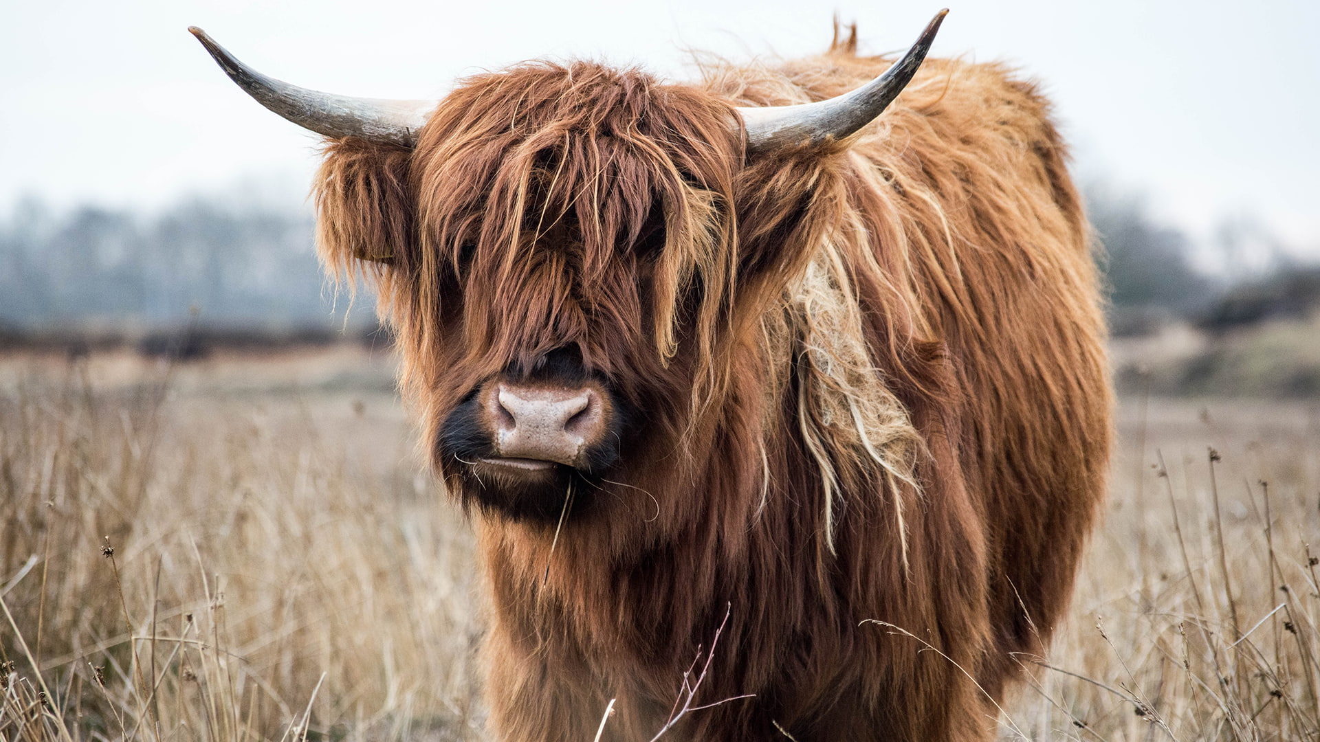 Highland Cattle, 1080P, HD Wallpaper