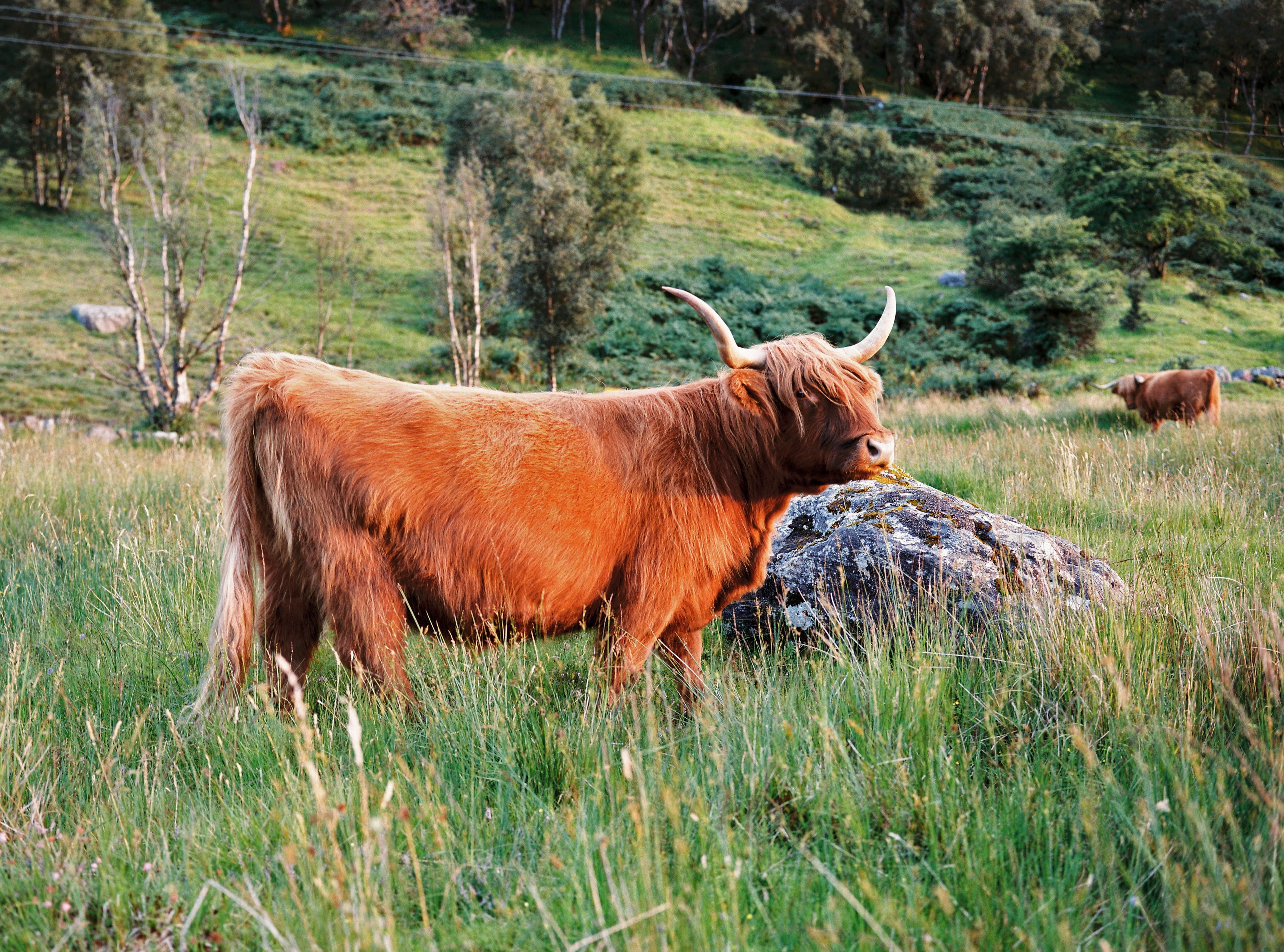 fort william, livestock, cattle, scotland, 2K, outdoors, pets, mammal, domestic animals, hemish, land, nature, herbivorous, vertebrate, animal, highland, HD Wallpaper