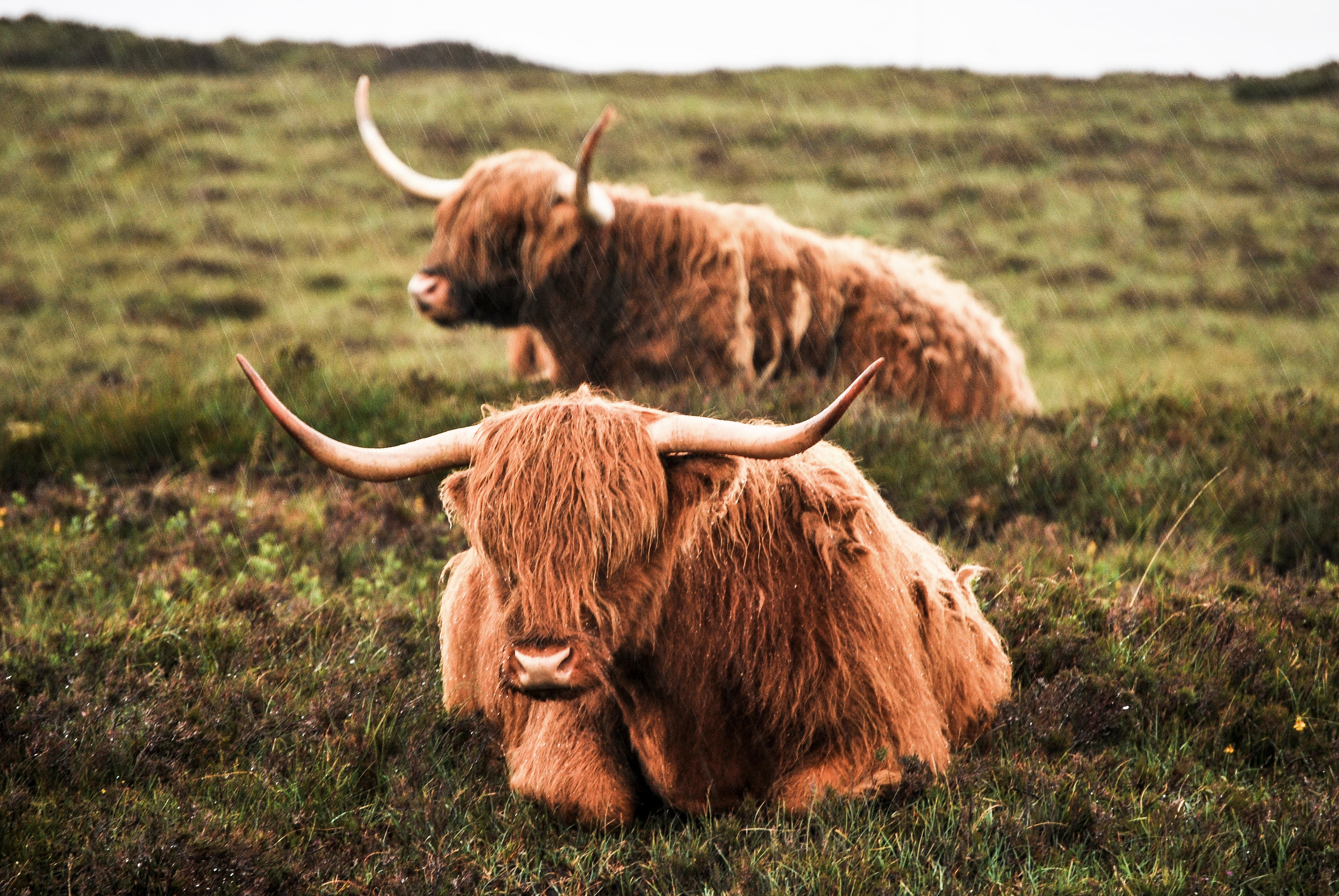 Animal, Cow, 4K, Highland Cattle, Rain, HD Wallpaper