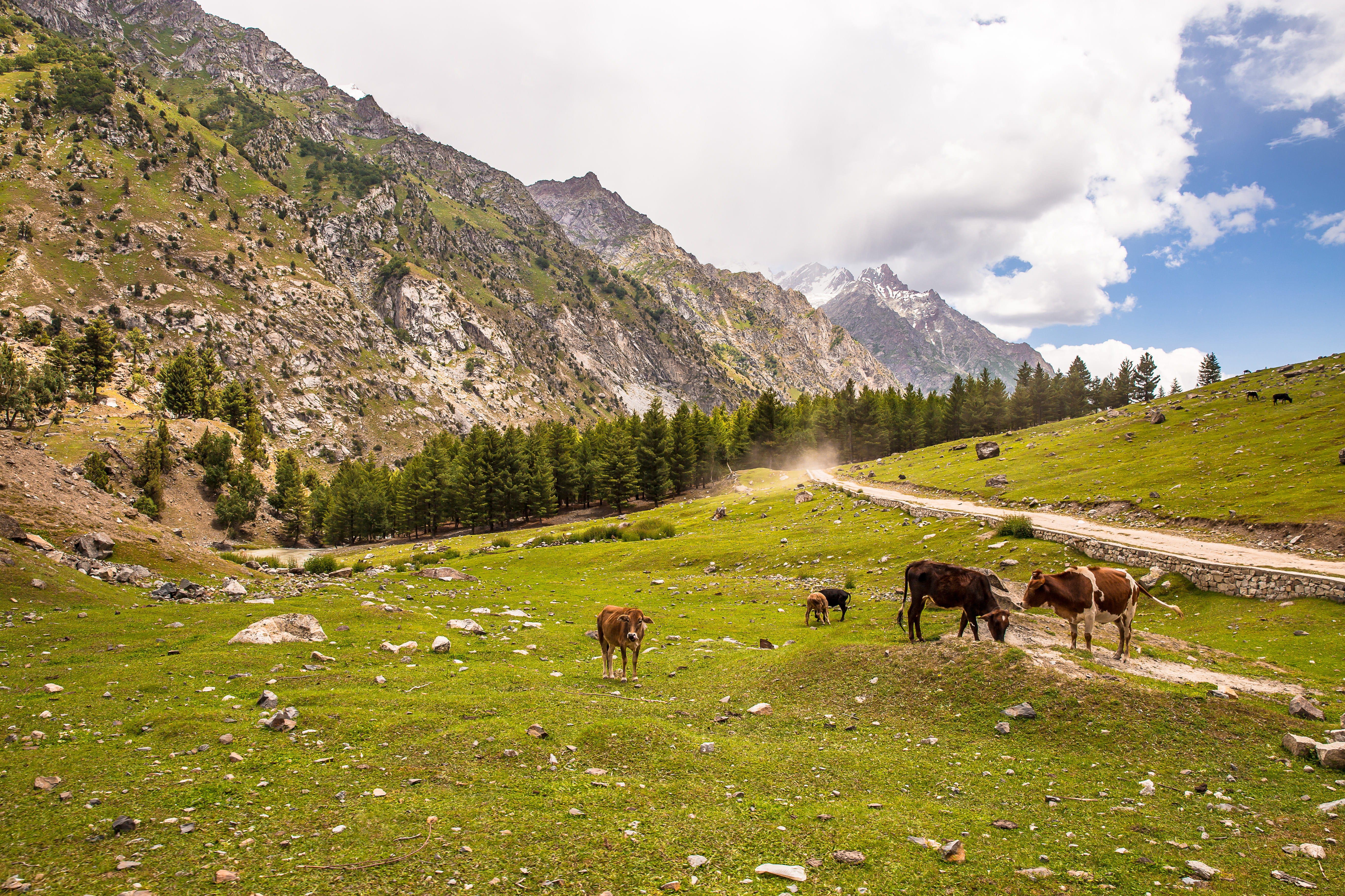 sky, grass, animal wildlife, cattle, livestock, herbivorous, animal, pakistan, grazing, outdoors, landscape, mammal, grassfield, group of animals, mountain, HD Wallpaper