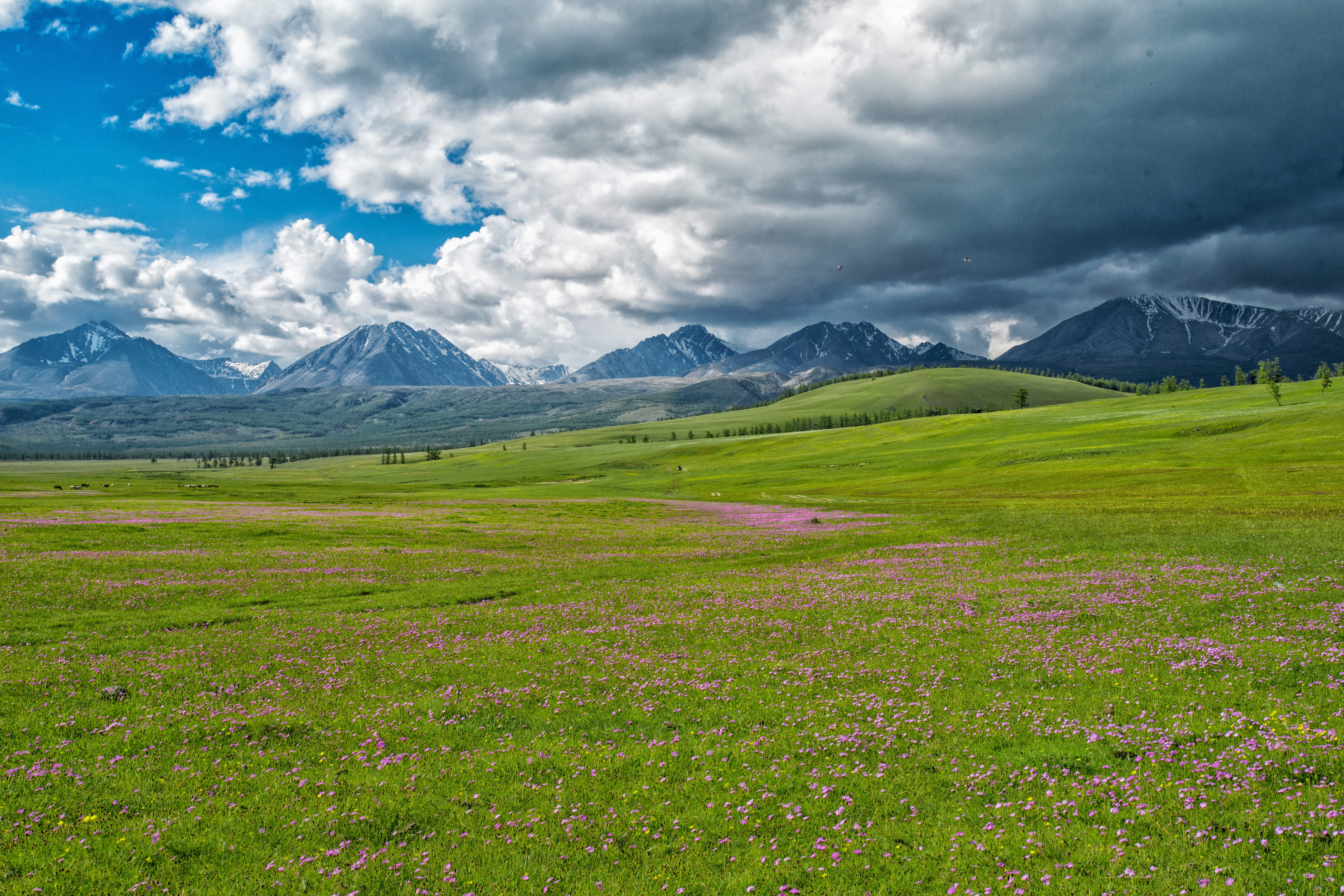 scenics, grass, sky, mongolia, the mongolian and russian border mountains, nature, beauty in nature, green color, cloud - sky, non-urban scene, tranquil scene, HD Wallpaper