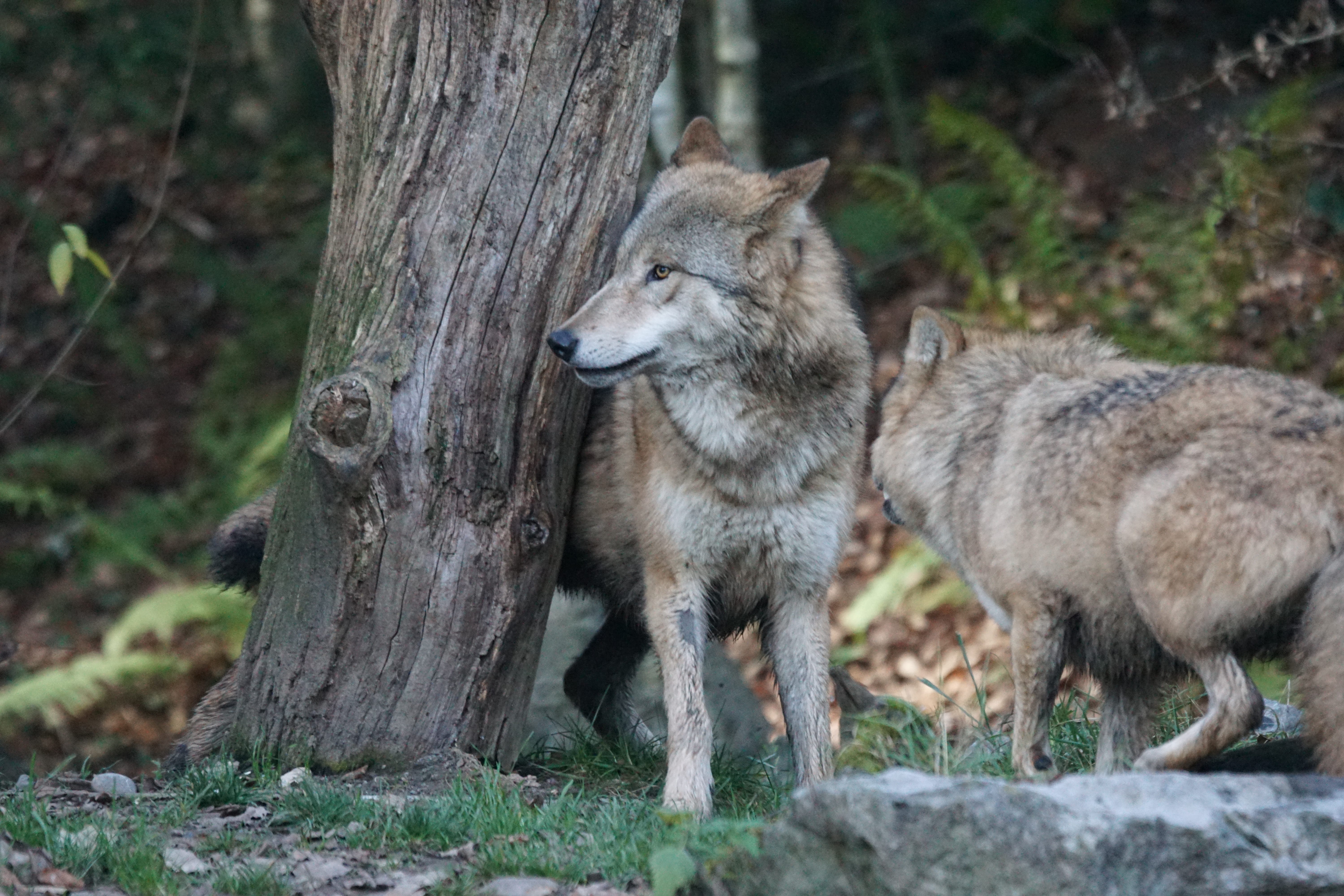 two, 5K, mongolian wolf, tree trunk, trunk, grey, no people, day, animal, vertebrate, animals in the wild, animals, animal themes, wolf, predator, land, HD Wallpaper