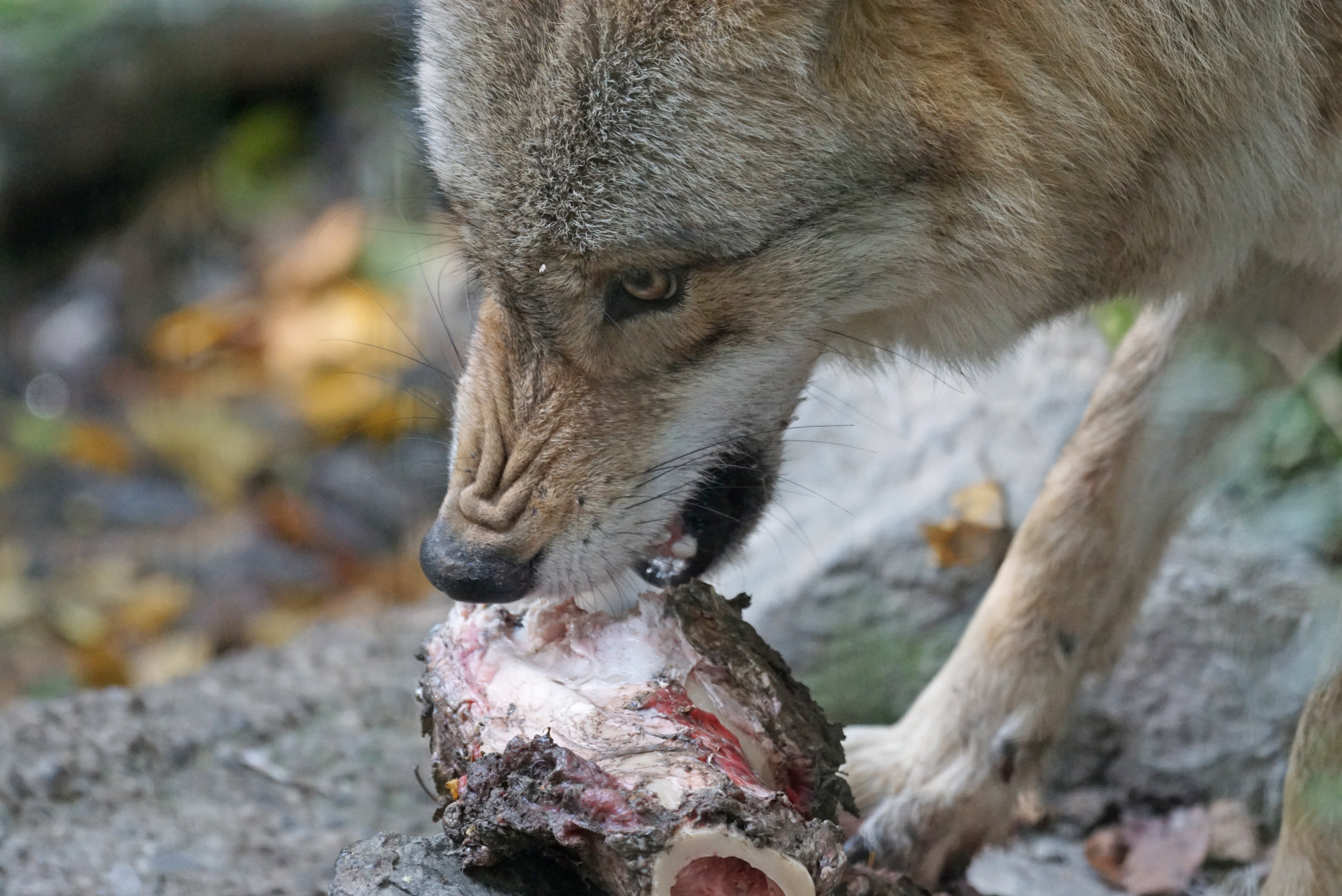 feline, animal body part, animal head, whisker, drinking, mongolian wolf, no people, 4K, cat, outdoors, wolf, one animal, close-up, carnivore, mammal, HD Wallpaper