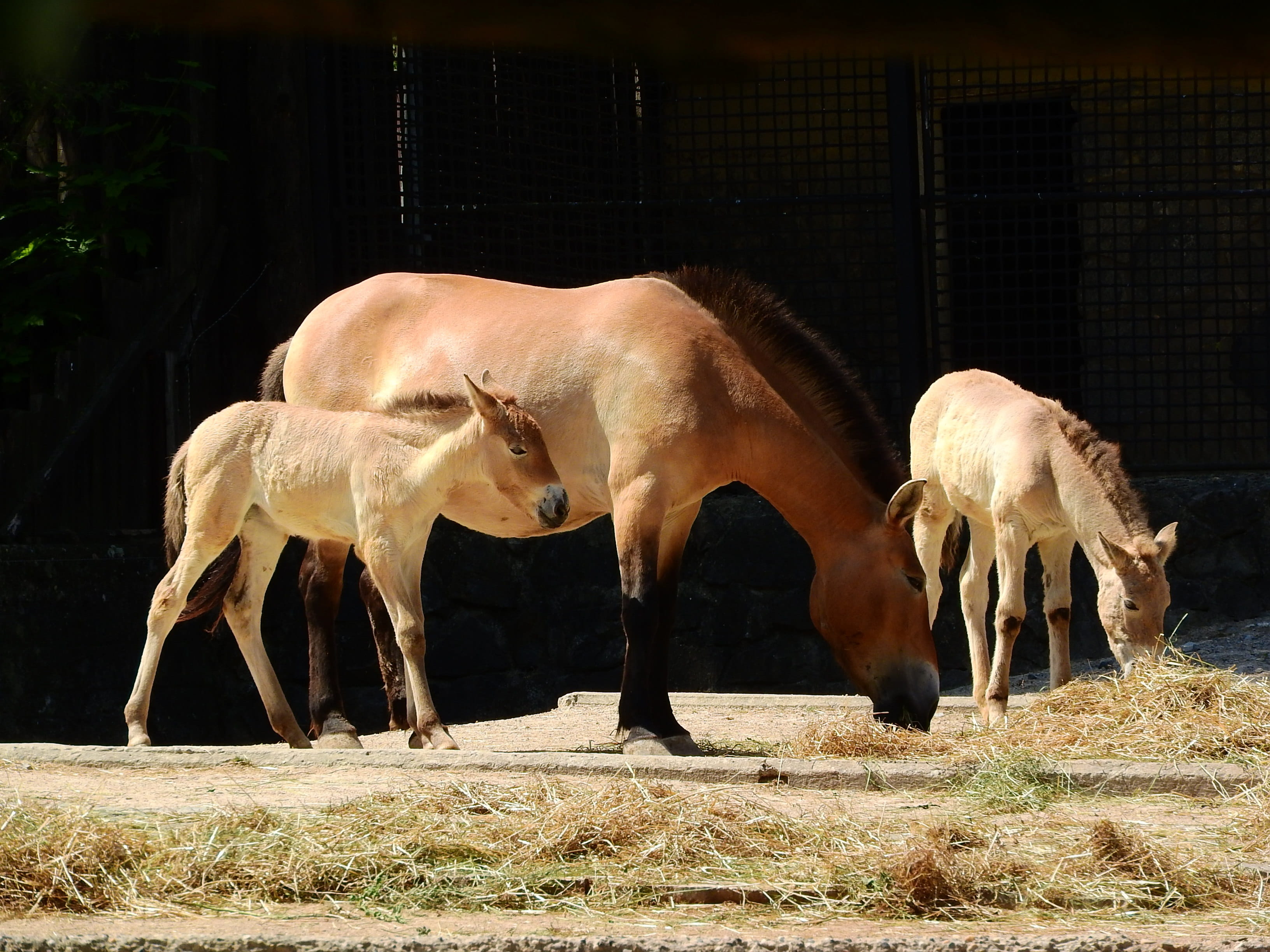 animal, PrzewalskiS Horse, domestic animals, day, plant, animal themes, equus, 2K, young animal, sunlight, mongolian horse, Equus Przewalskii, field, the prague zoo, HD Wallpaper