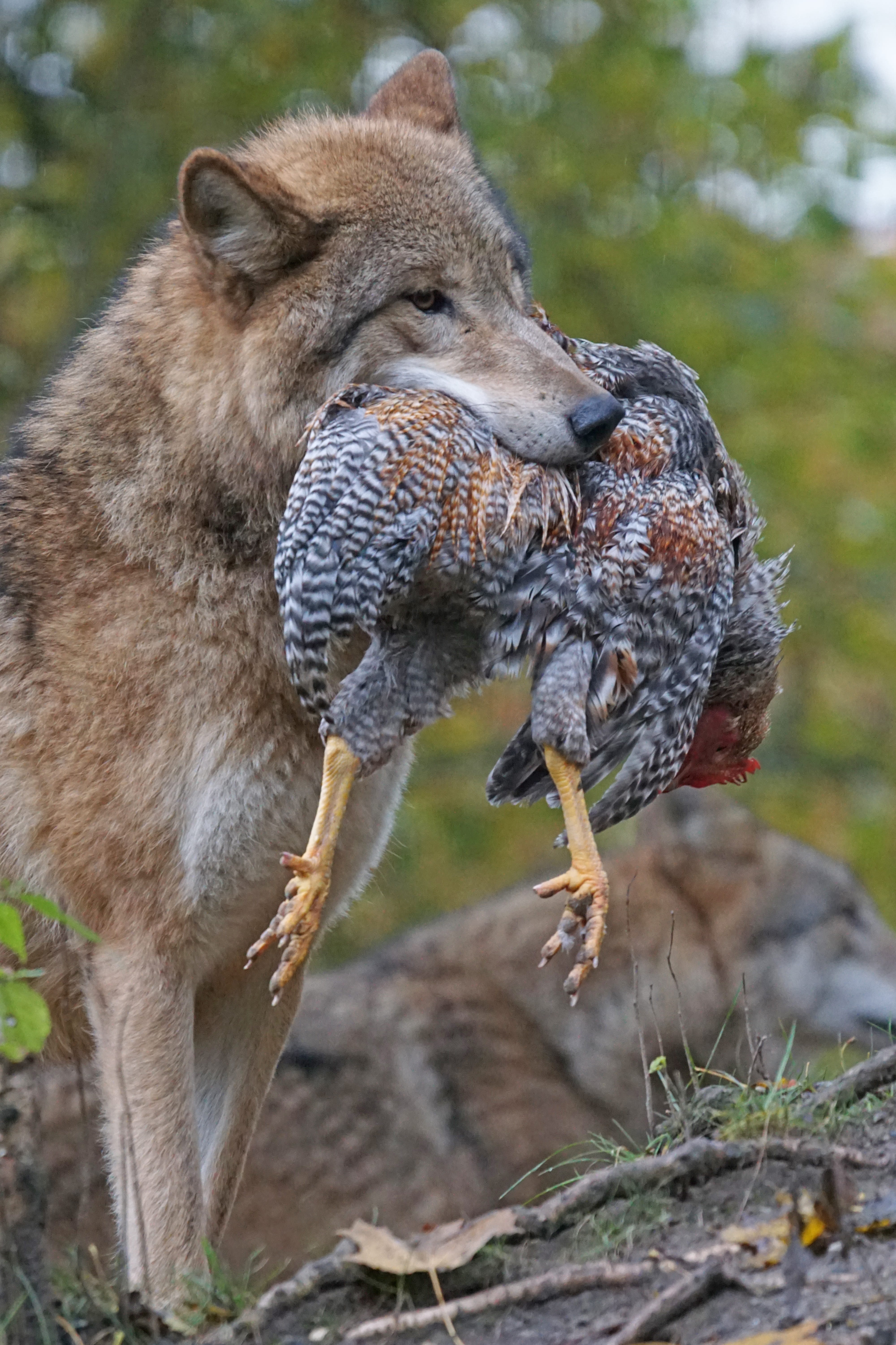 food, leitwolf, mouth, gray, animal, prey, animal wildlife, carrying, alphawolf, no people, animals in the wild, dangerous, wildlife, land, day, one animal, Phone HD Wallpaper