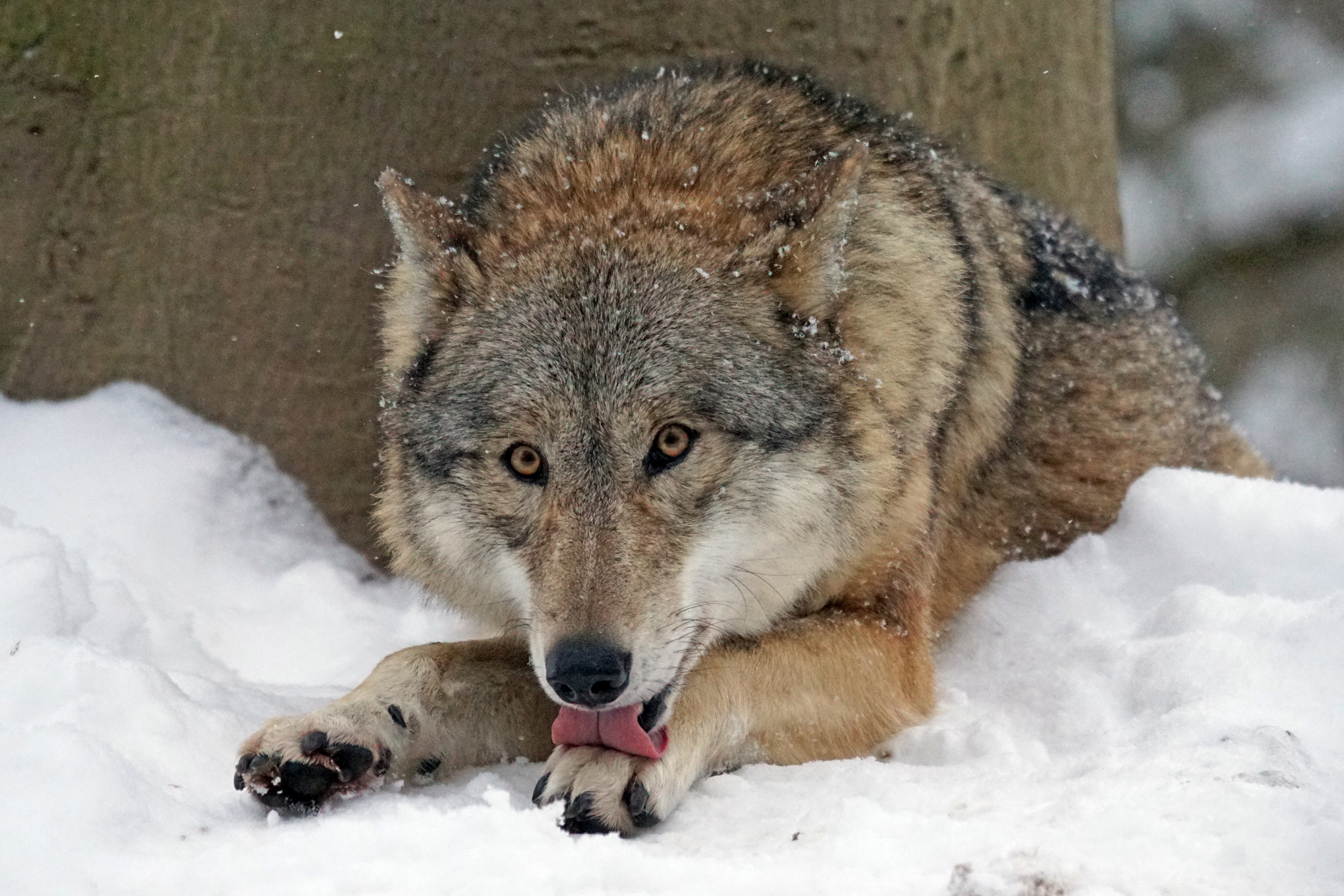 animal wildlife, animal, winter, cold, wolf, outdoors, snow, portrait, leitwolf, animals hunting, one animal, animals, photo, 5K, dog, mammal, brown, gray, HD Wallpaper