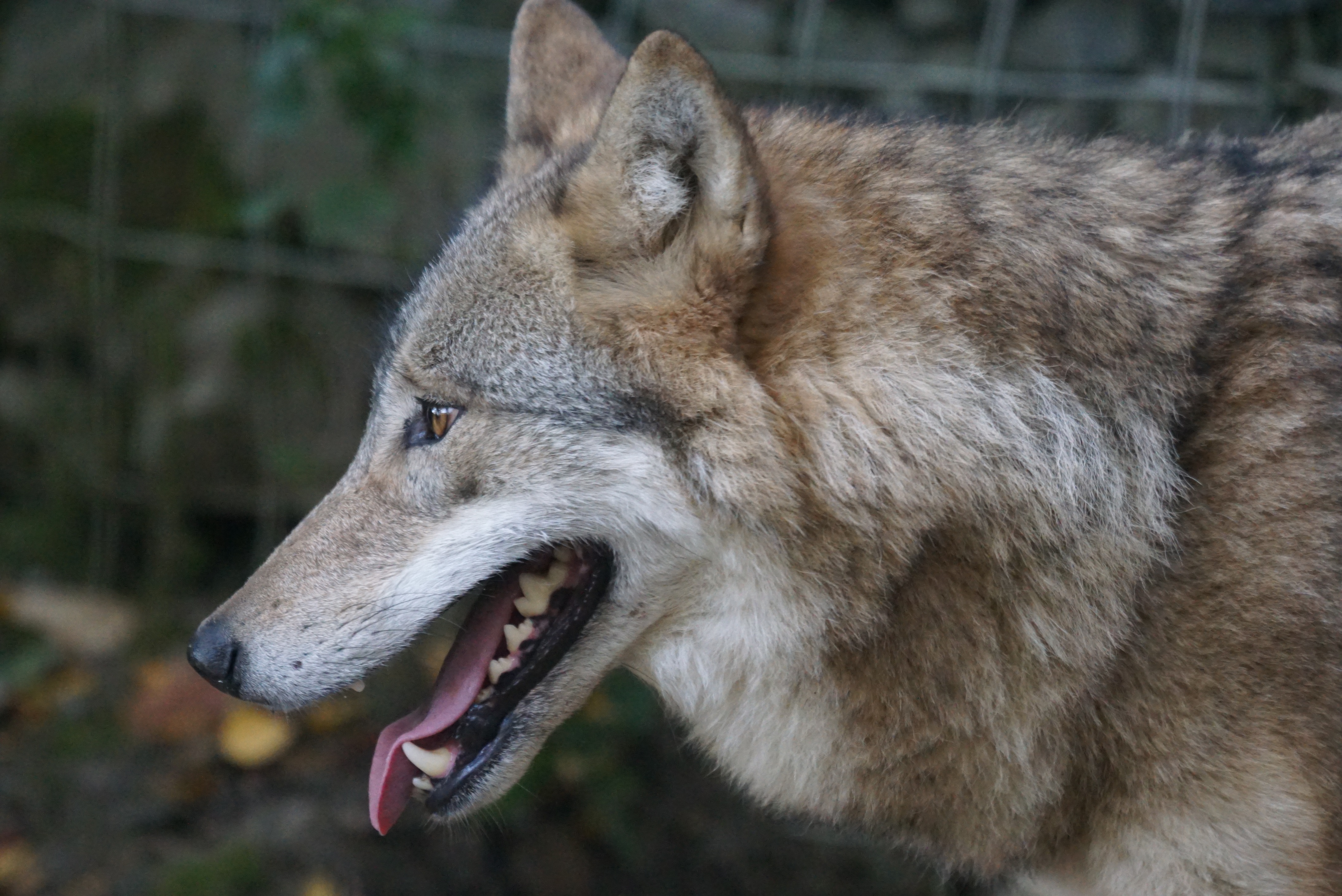 animal mouth, mongolian wolf, close-up, photography, mouth open, outdoors, mouth, 4K, teeth, looking, animal teeth, animal body part, predation predators predators, HD Wallpaper