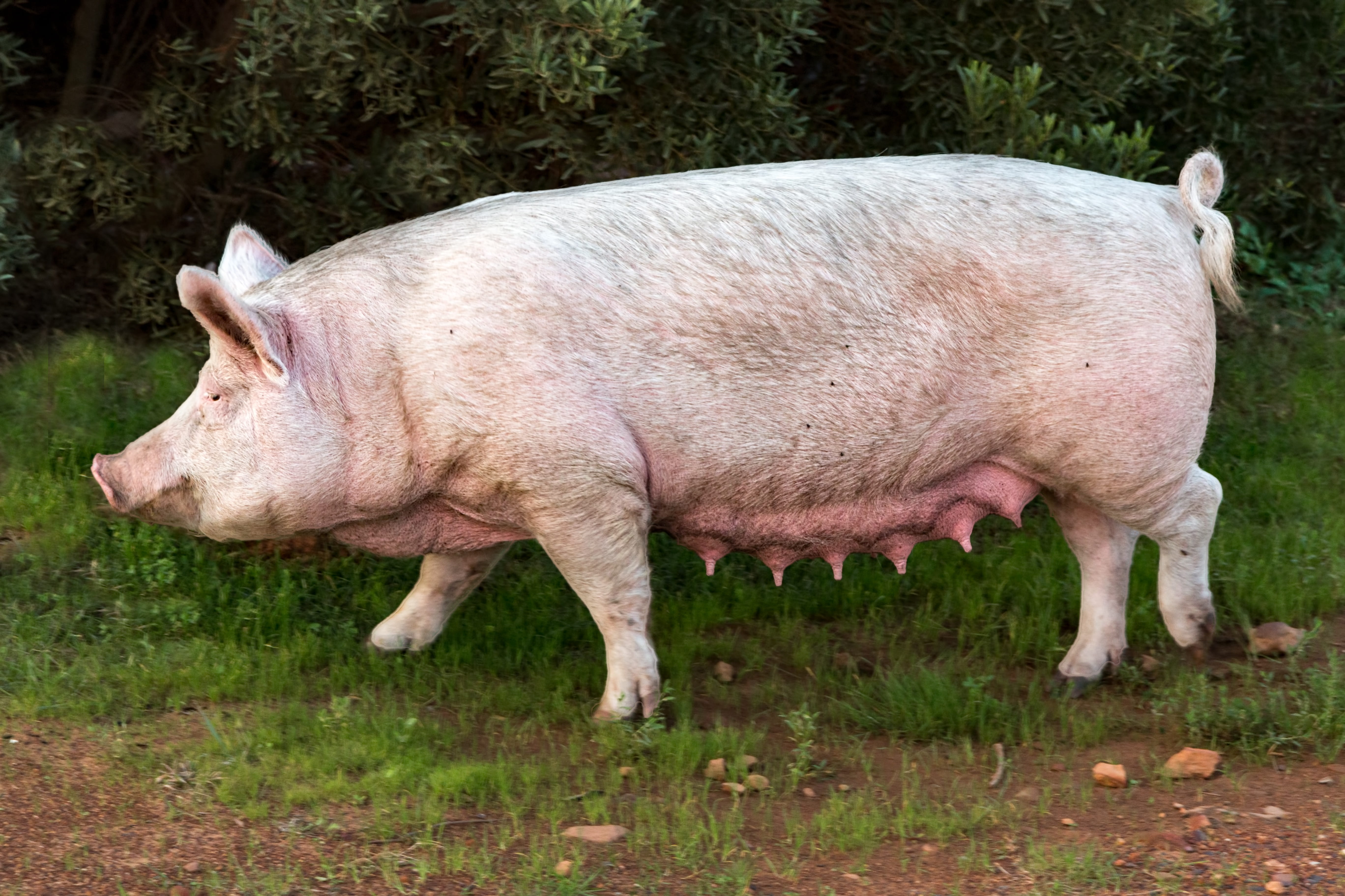 land, plant, pork, agriculture, standing, nature, pig, animal themes, grass, obese, sow, one animal, domestic, day, mother, fat, side view, farm, 5K, animal, HD Wallpaper