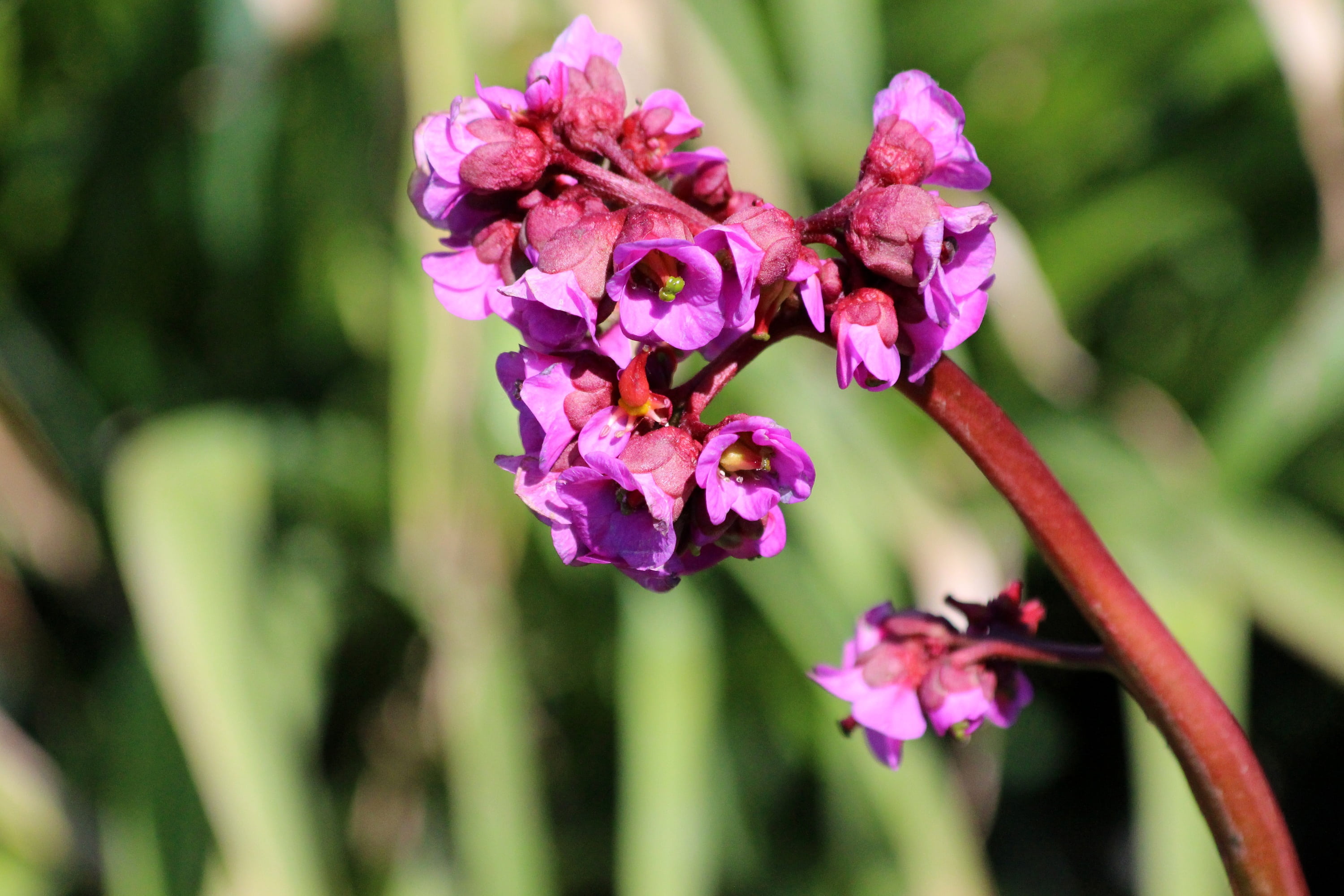mongolian tea, flowering plant, inflorescence, outdoors, nature, plant, blossom, petal, no people, crassifolia, vulnerability, purple flowers, day, close-up, HD Wallpaper