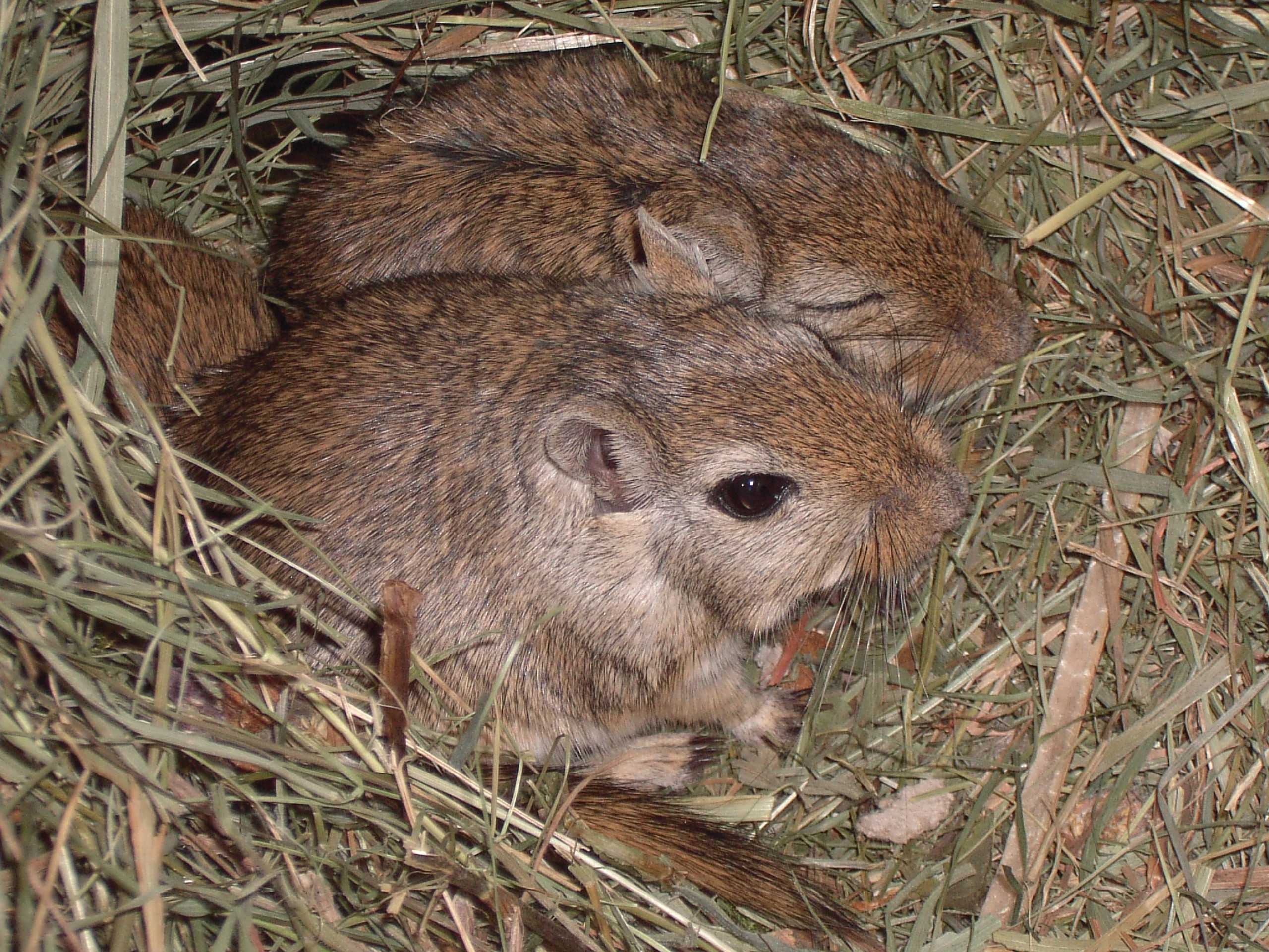 close-up, 2K, animals, mice, looking away, high angle view, field, plant, mongolian, vertebrate, mammal, mongolian gerbils, nature, day, animal wildlife, HD Wallpaper