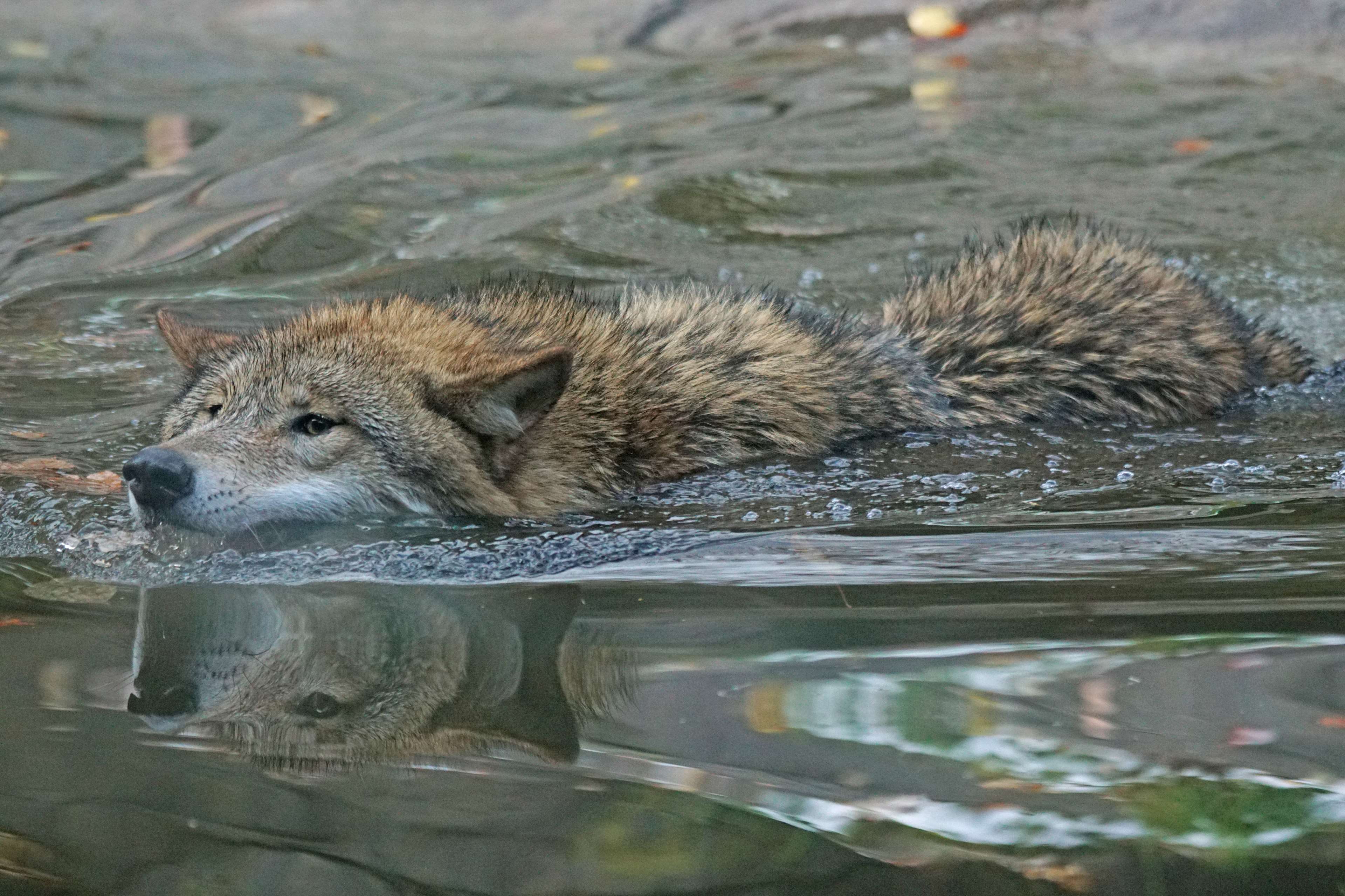 no people, lake, 4K, zoology, mammal, animals in the wild, drinking, leitwolf, day, waterfront, reflection, animal themes, nature, cold, animals, animal, HD Wallpaper