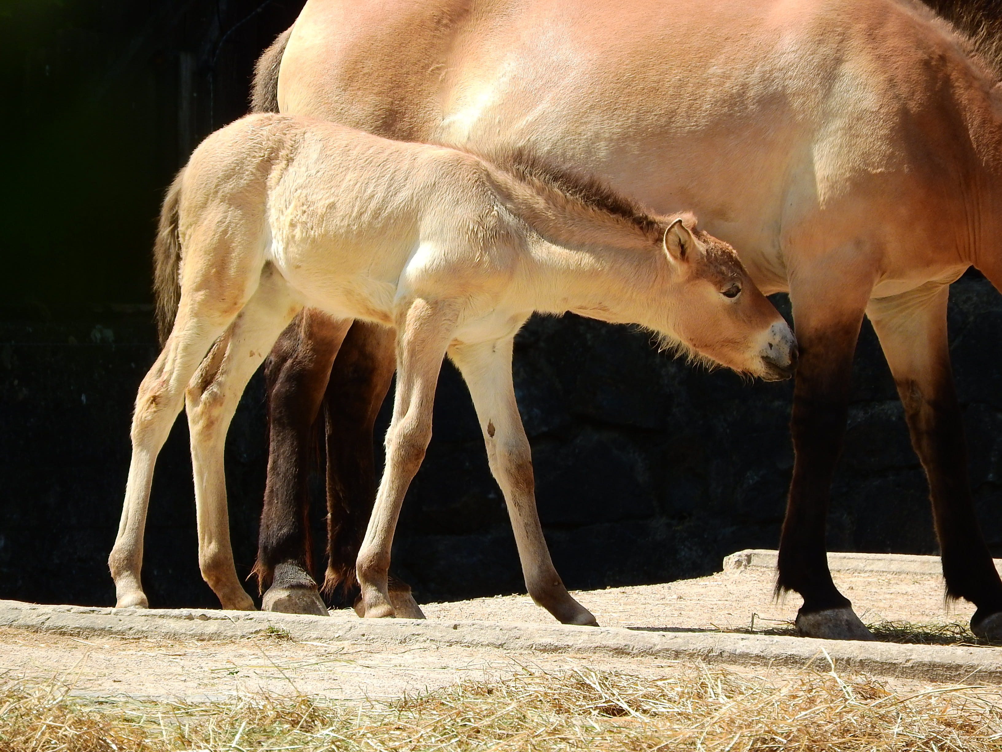 animal themes, PrzewalskiS Horse, pets, domestic animals, animal, equus, the prague zoo, przewalski, day, foal, animal wildlife, young animal, outdoors, HD Wallpaper