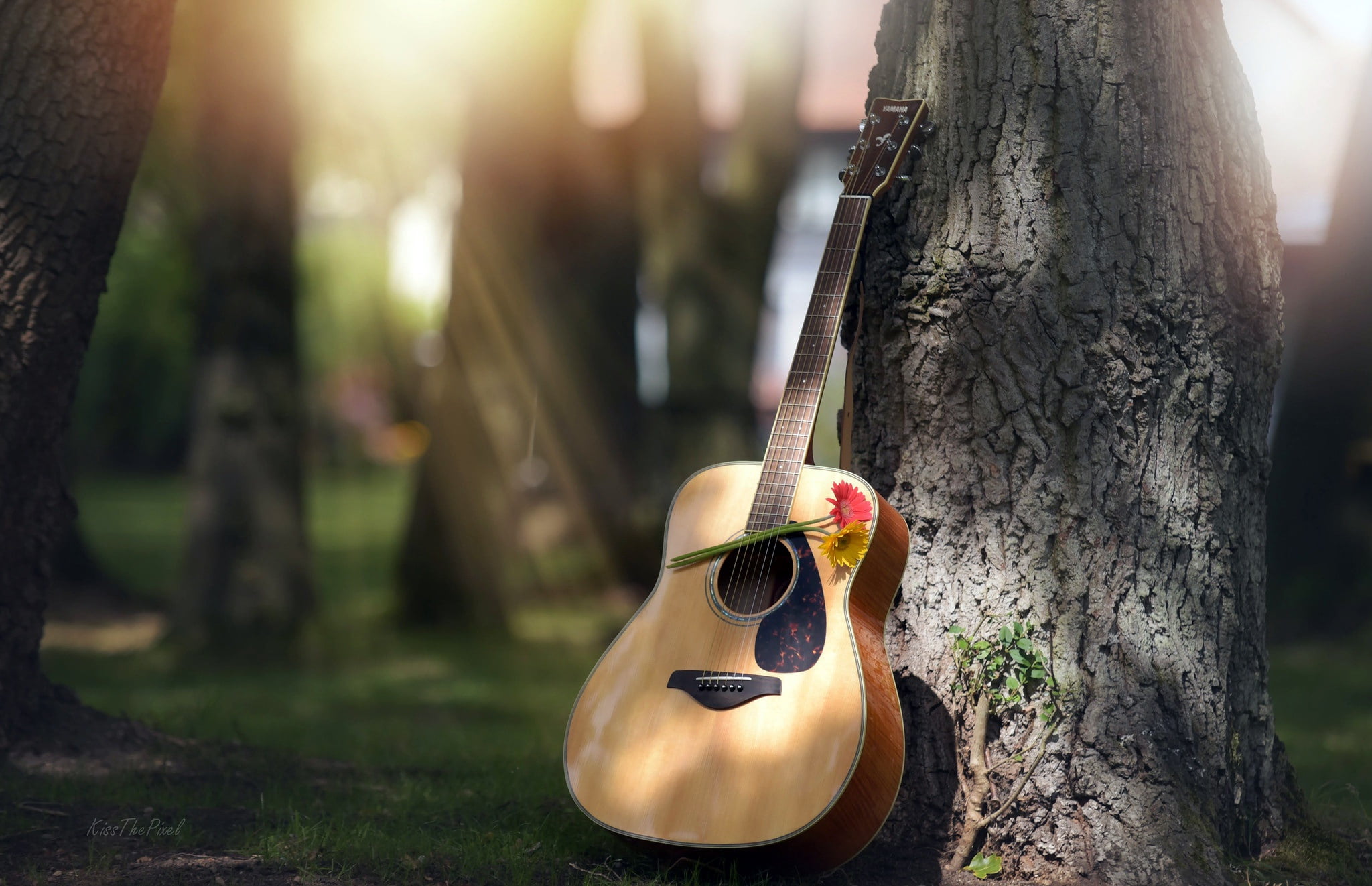 tree, flowers, 1080P, guitar, HD Wallpaper