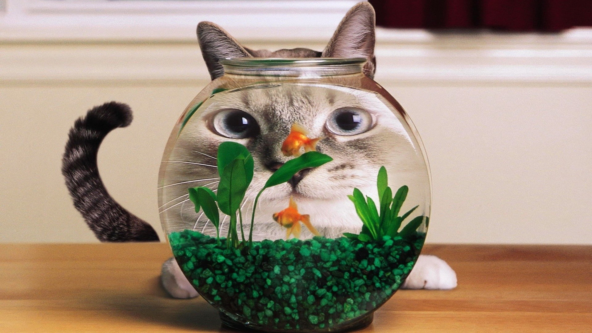 goldfish, cat, humor, aquarium, distortion, 1080P, HD Wallpaper
