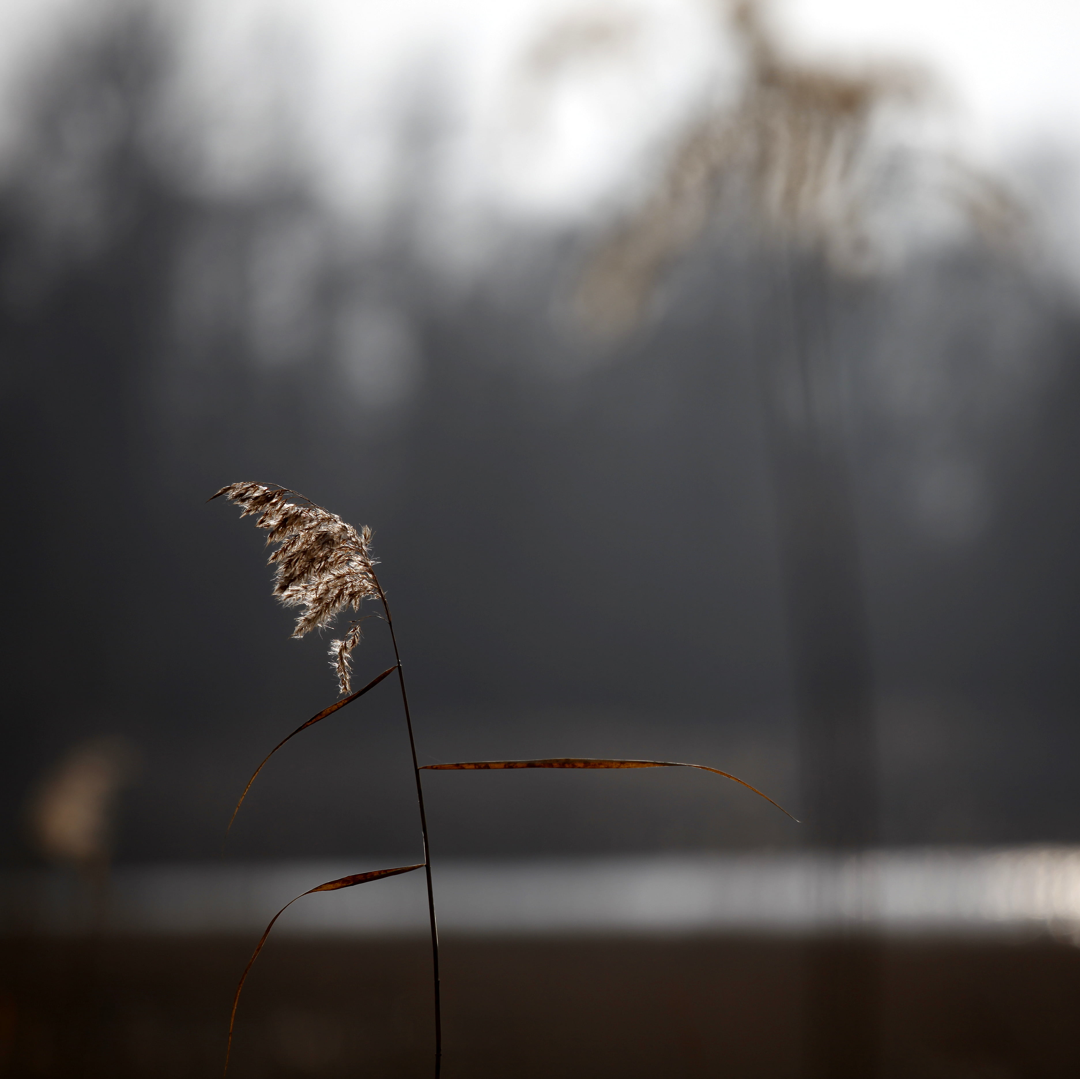 blur, water, echo, distortion, plant, winter, shadows, lines, focus, brown, light, bokeh, reeds, delicate, photo, 2K, tones, sunlit, france, nature, grass, HD Wallpaper