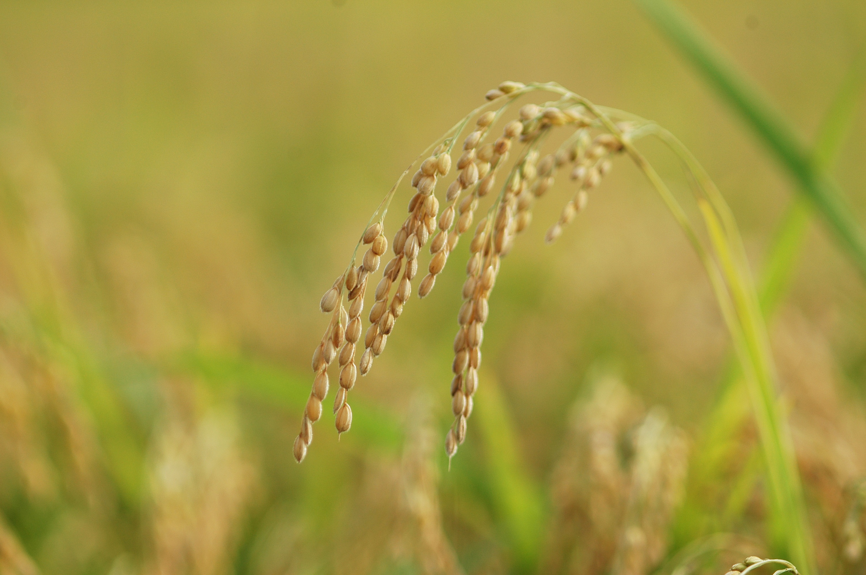 rice, 2K, grains, plant, no people, shift, yellow, ch, corn - Crop, selective focus, crop, beauty in nature, plants, gold Colored, nature, day, seed, green color, HD Wallpaper