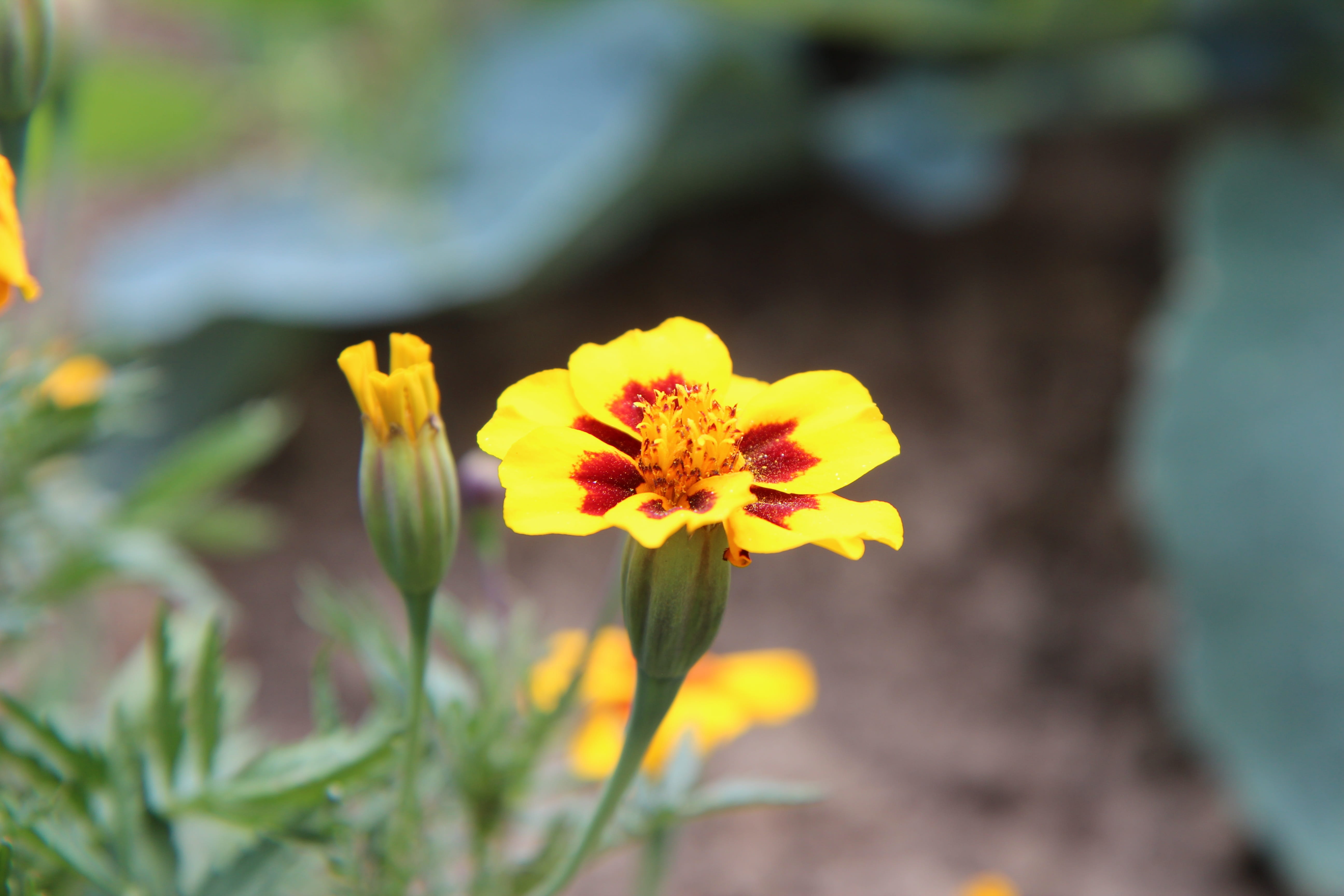 nature, petal, growth, beauty in nature, freshness, outdoors, pollen, no people, yellow, close-up, plant, carnation of india, tagetes, gazania, fragility, HD Wallpaper