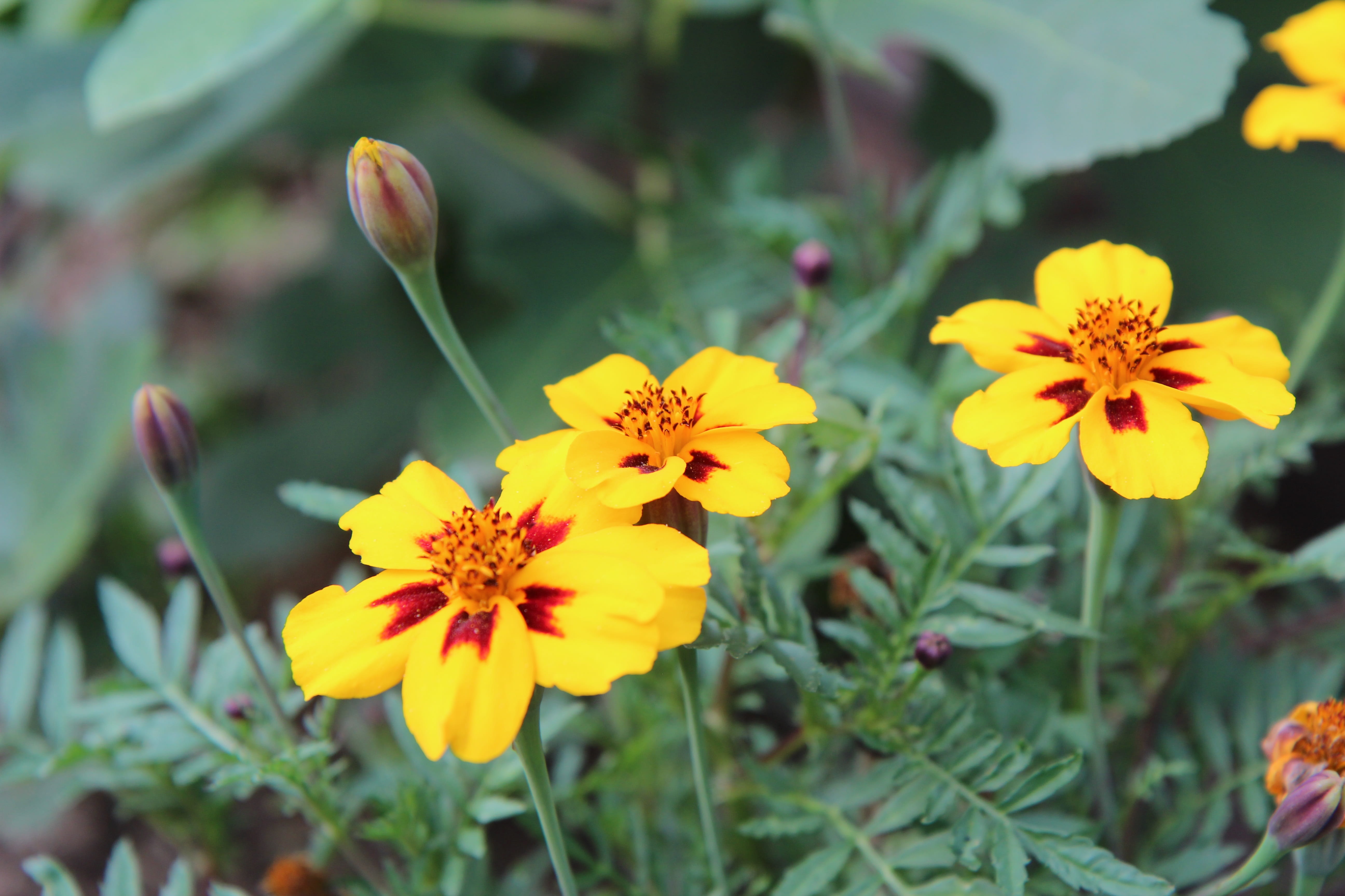 plant part, yellow, growth, nature, fragility, flowering plant, flower, close-up, vulnerability, flowering, day, 5K, inflorescence, flower head, petal, HD Wallpaper