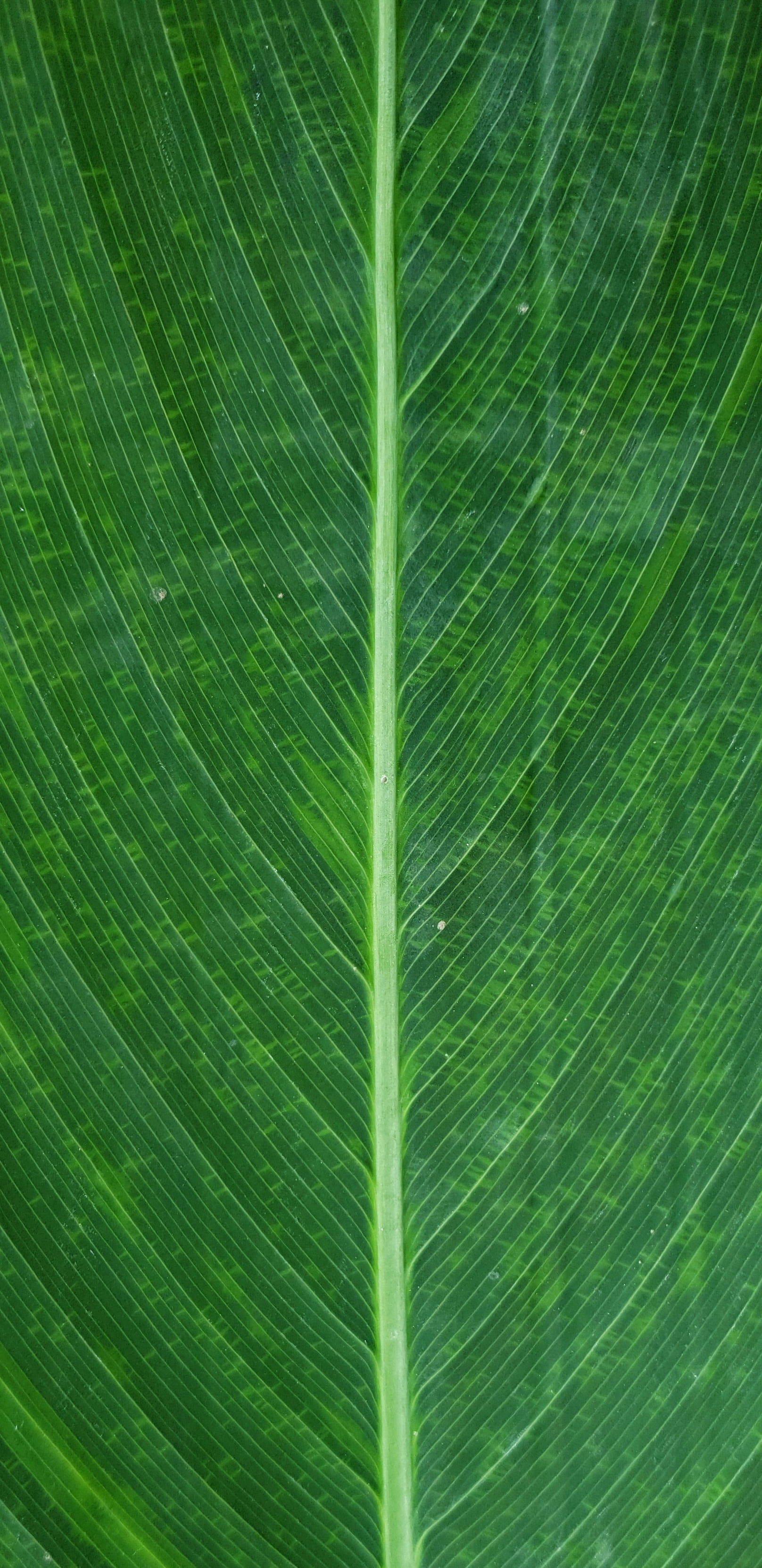 nature, furniture, white, full frame, palm leaf, plant part, china, pattern, texture, 2K, leaf, no people, outdoors, backgrounds, freshness, blossom, veins, Phone HD Wallpaper