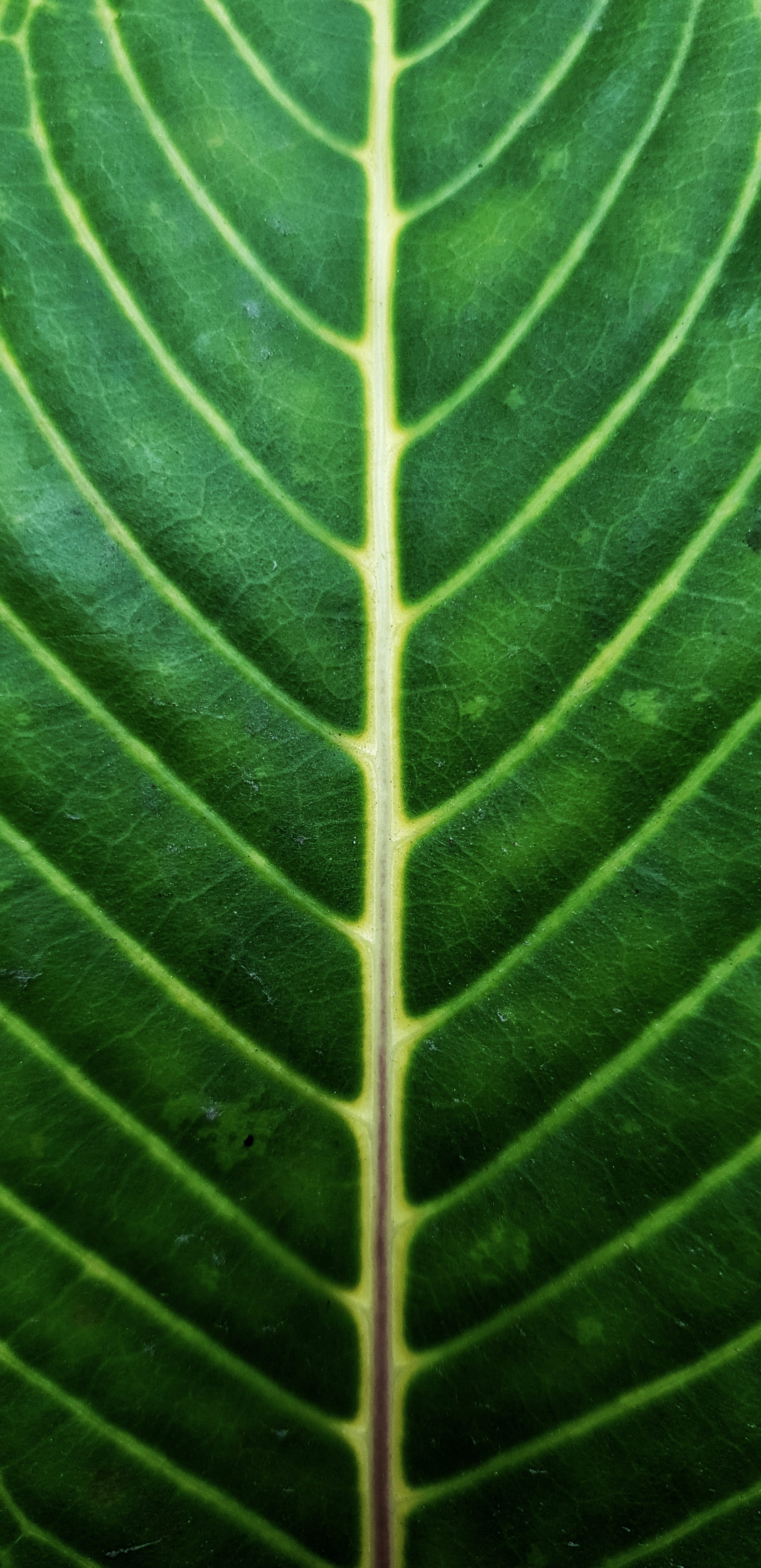 tick, freshness, no people, sloth, wildlife, coin, beauty in nature, backgrounds, natural pattern, china, day, plant part, pattern, pill, yang cheng yuan 25 dong, Phone HD Wallpaper