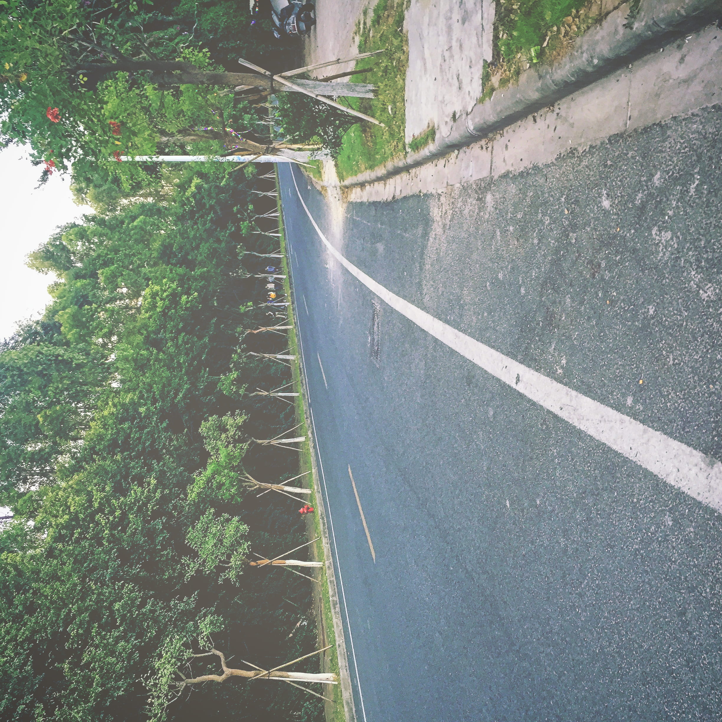 road, sunlight, plant, empty, sign, growth, marking, transportation, high angle view, no people, day, direction, land, empty road, tree, china, guangzhou shi, Phone HD Wallpaper