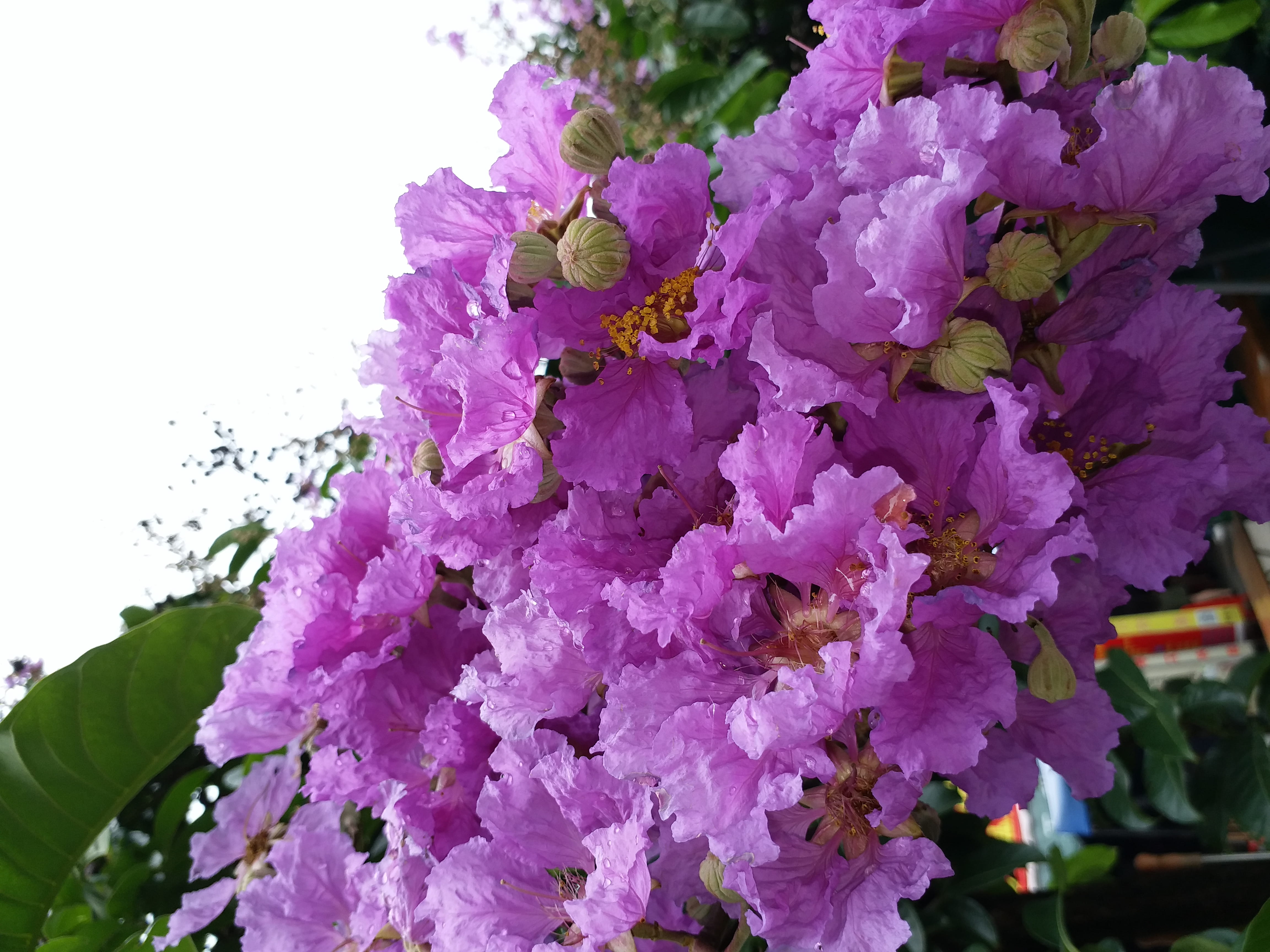invertebrate, petal, close-up, flower head, flower bouquet, spring, violet flower, purple, no people, freshness, pink color, nature, botany, growth, flower arrangement, HD Wallpaper