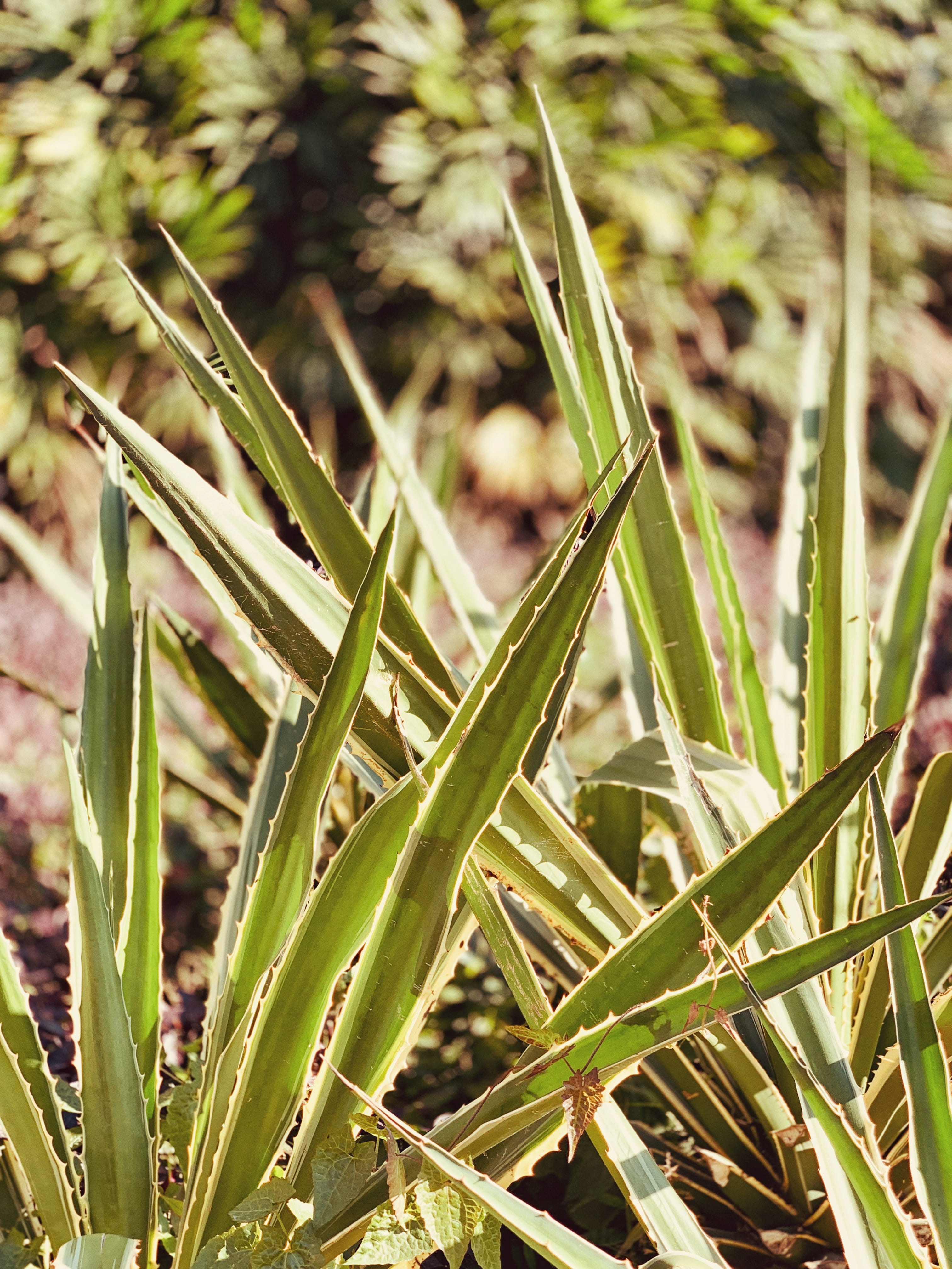 green color, 4K, day, plant part, tranquility, blade of grass, leaf, outdoors, china, nature, land, close-up, guangzhou shi, no people, plant, focus on foreground, Phone HD Wallpaper