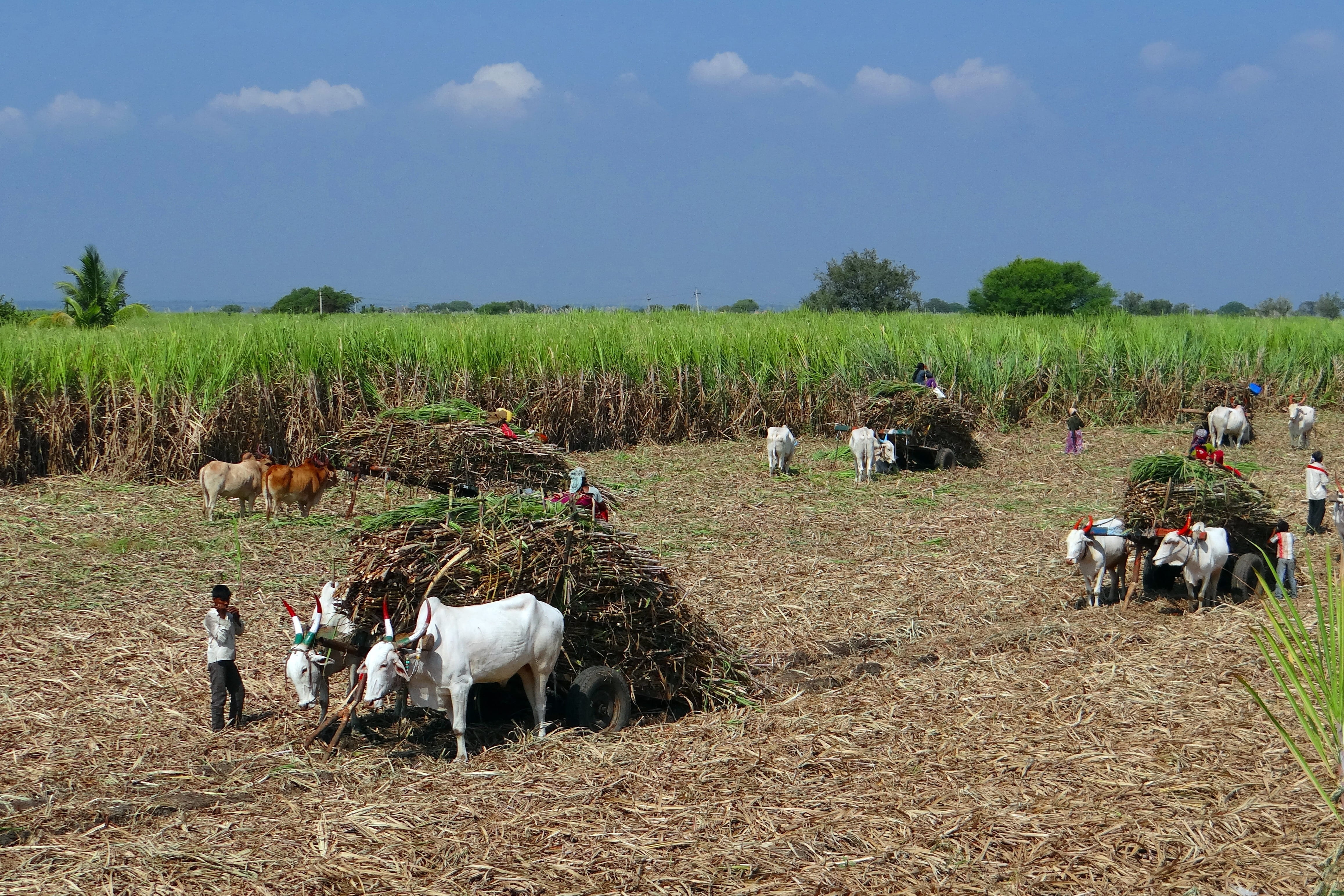 sky, crop, large group of animals, Field, beside, animal, white, real people, india, man, nature, Harvest, cow, agriculture, mammal, Sugarcane, plant, landscape, HD Wallpaper