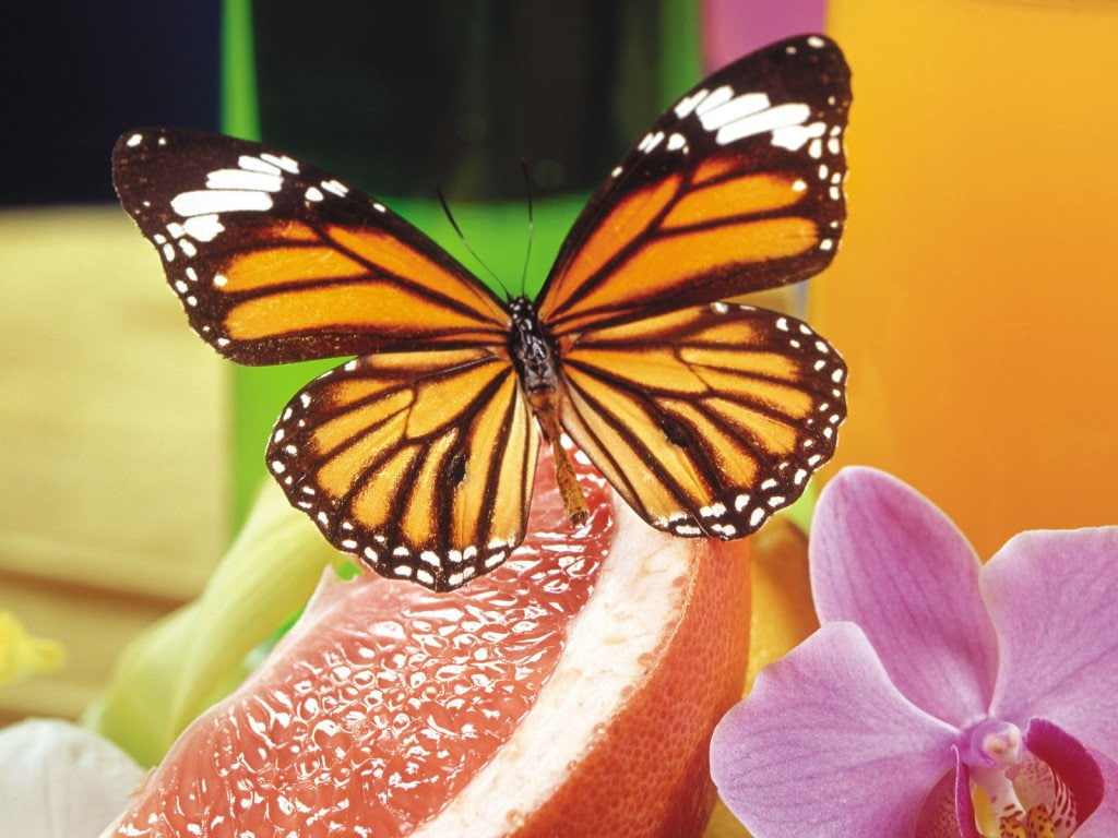 flower, butterflies, art, hd, 480P, Butterfly, animals, Fruit, orange, HD Wallpaper