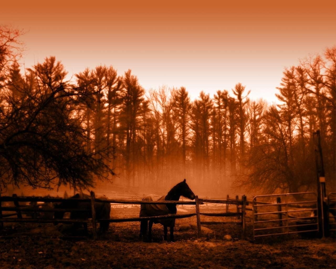 animals, art, hd, life, farm, x, 720P, orange, horses, HD Wallpaper
