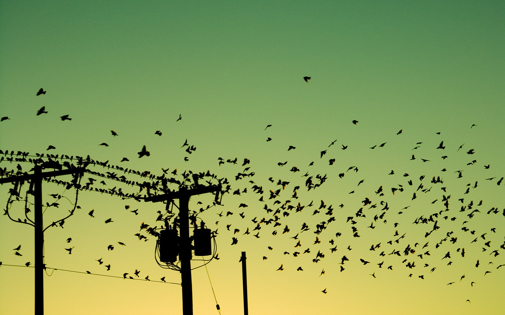 720P, birds, flock, hd, animals, bird, HD Wallpaper