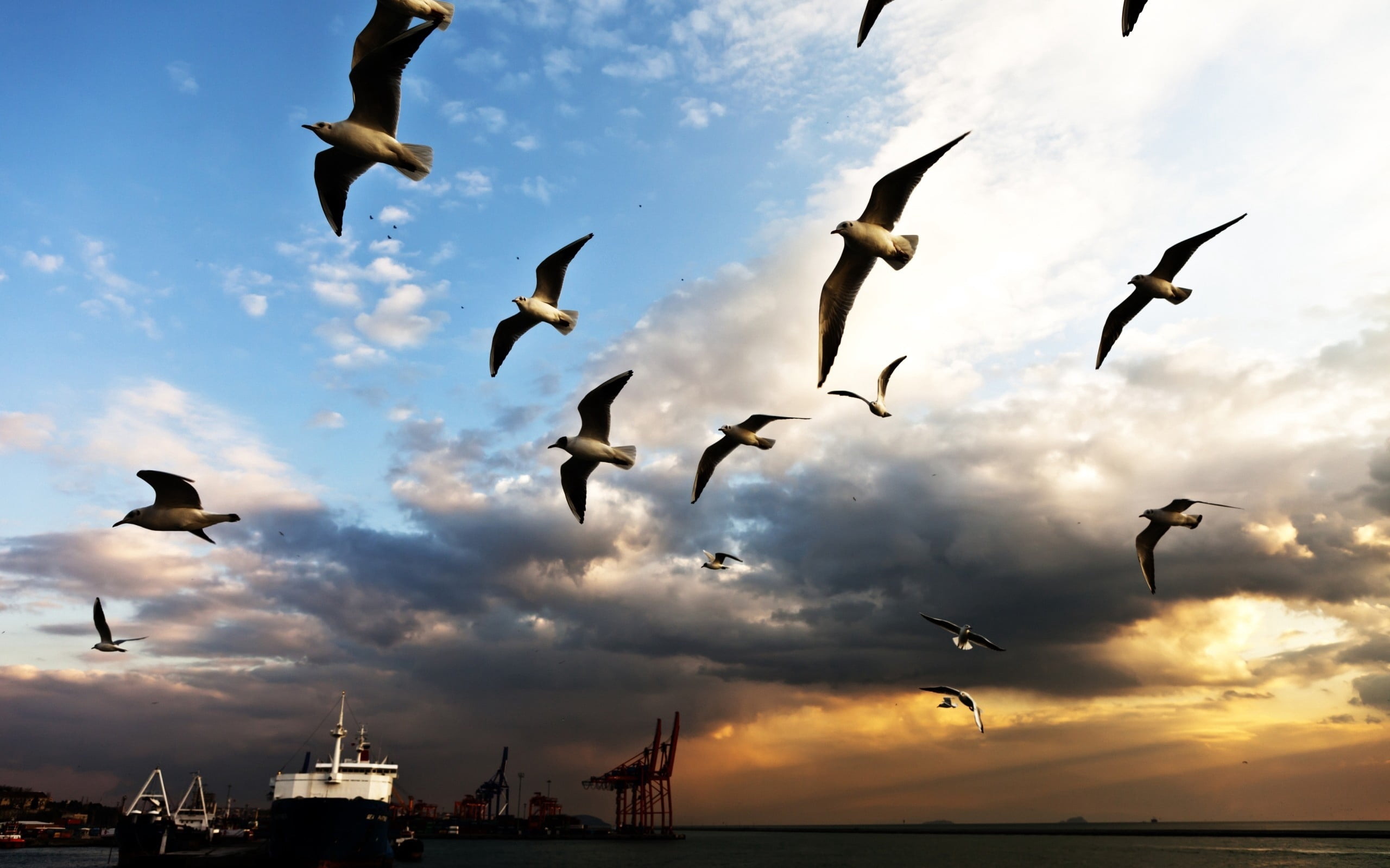 flock Of Birds, wildlife, bird, nature, no people, water, feather, flock, animals In The Wild, backgrounds, large group of animals, beauty In Nature, spread wings, HD Wallpaper