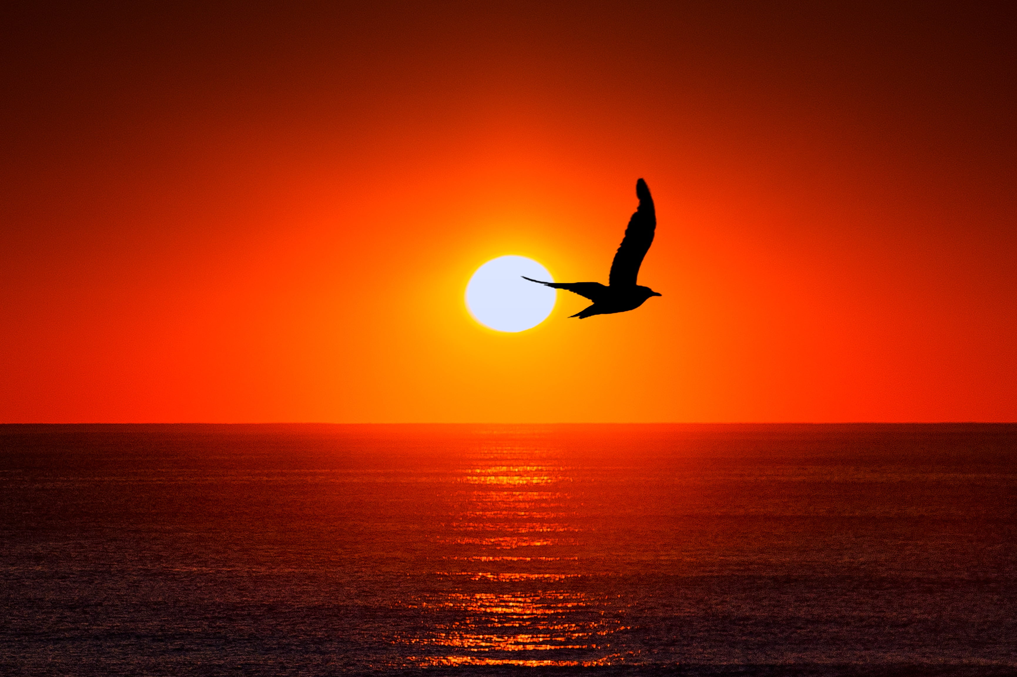vacations, leisure activity, flying, sunset, dusk, blue, sun, mid-air, nature, no People, horizon Over Water, yellow, back Lit, one person, bird, animal, HD Wallpaper