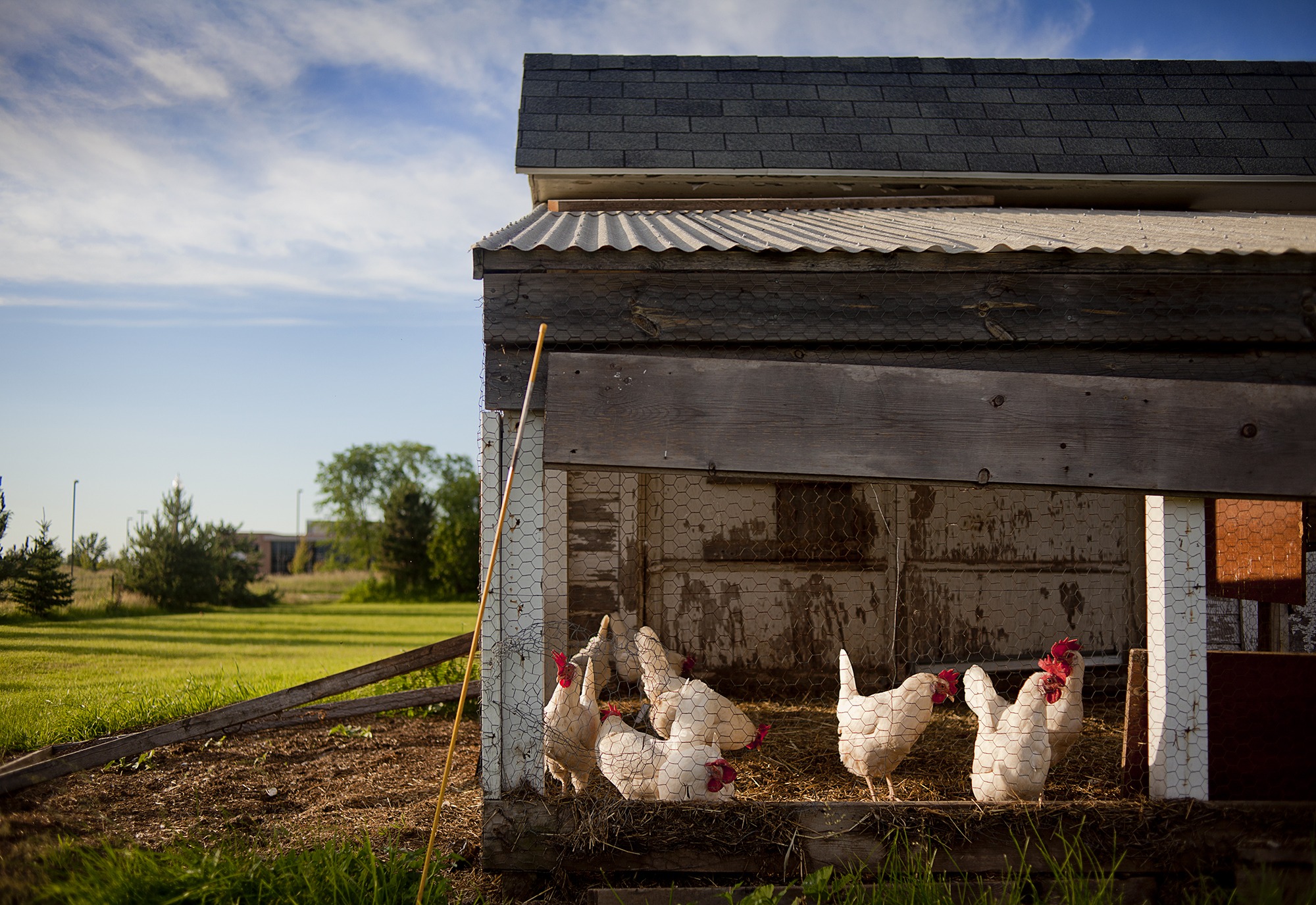 food, vertebrate, group of animals, egg, sky, mammal, built structure, plant, chicken coop, animal themes, nature, country, poultry, coop, day, rural, agriculture, HD Wallpaper