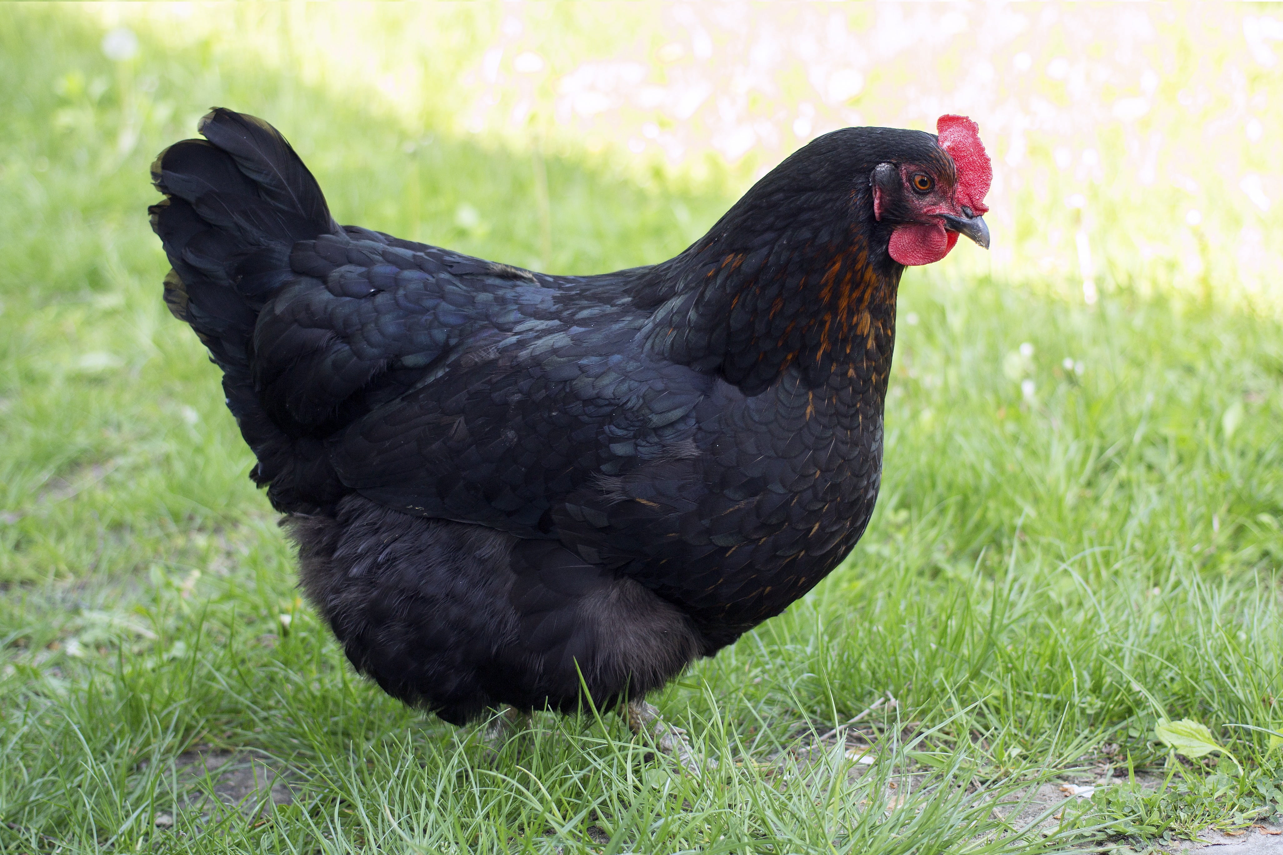 kura, chicken, farm, land, pets, chicken - Bird, grass, 4K, chickens, black, livestock, village, no people, field, domestic, corydalis, rural Scene, animal themes, HD Wallpaper