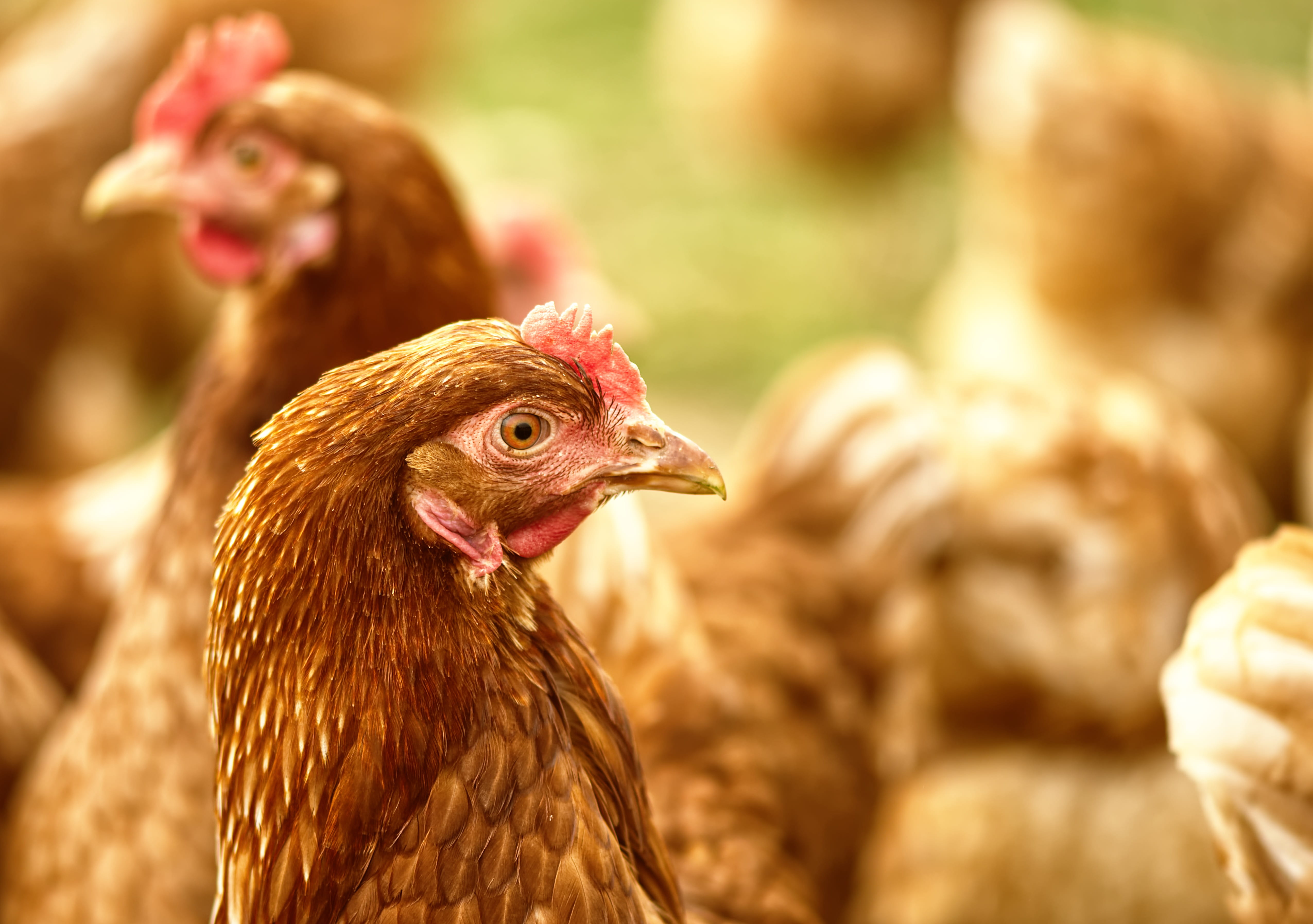 group of animals, plumage, nature, focus on foreground, chicken, range, bird, mammal, chicken - bird, domestic, farm, domestic animals, pets, feather, running, HD Wallpaper
