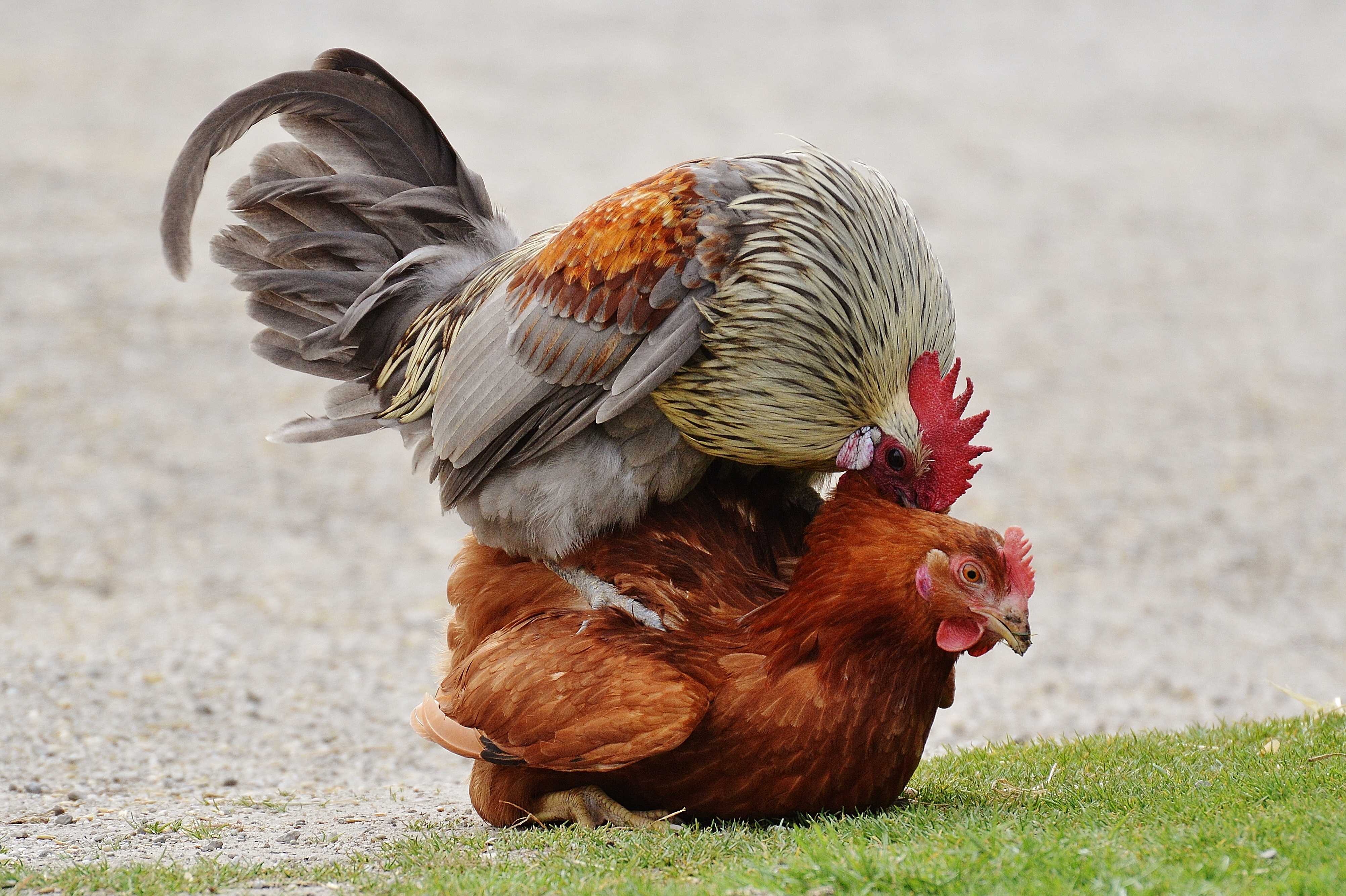 rural Scene, cockerel, rooster, vertebrate, focus on foreground, pets, bill, hen, land, brown, no people, livestock, mammal, wildpark poing, agriculture, HD Wallpaper