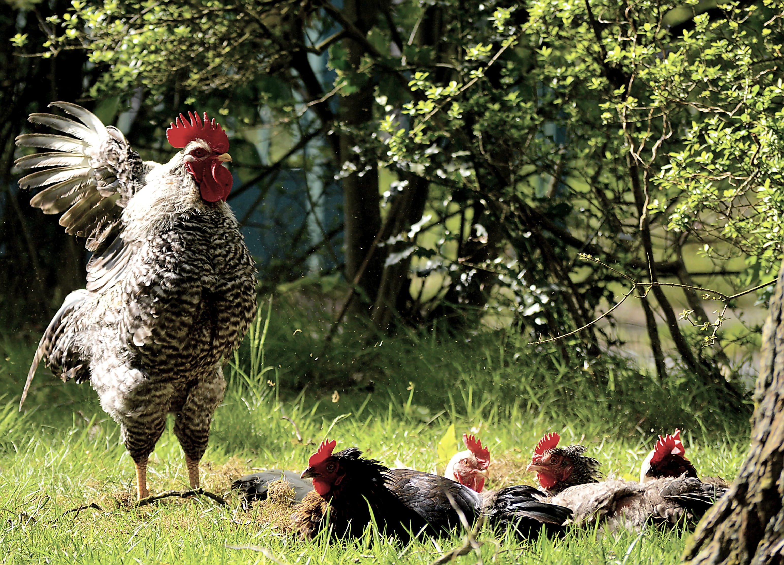 animal world, black, field, male animal, mammal, pets, young, land, group of animals, rooster, nature, plant, feather, bill, hen, chicken, gockel, Poultry, HD Wallpaper