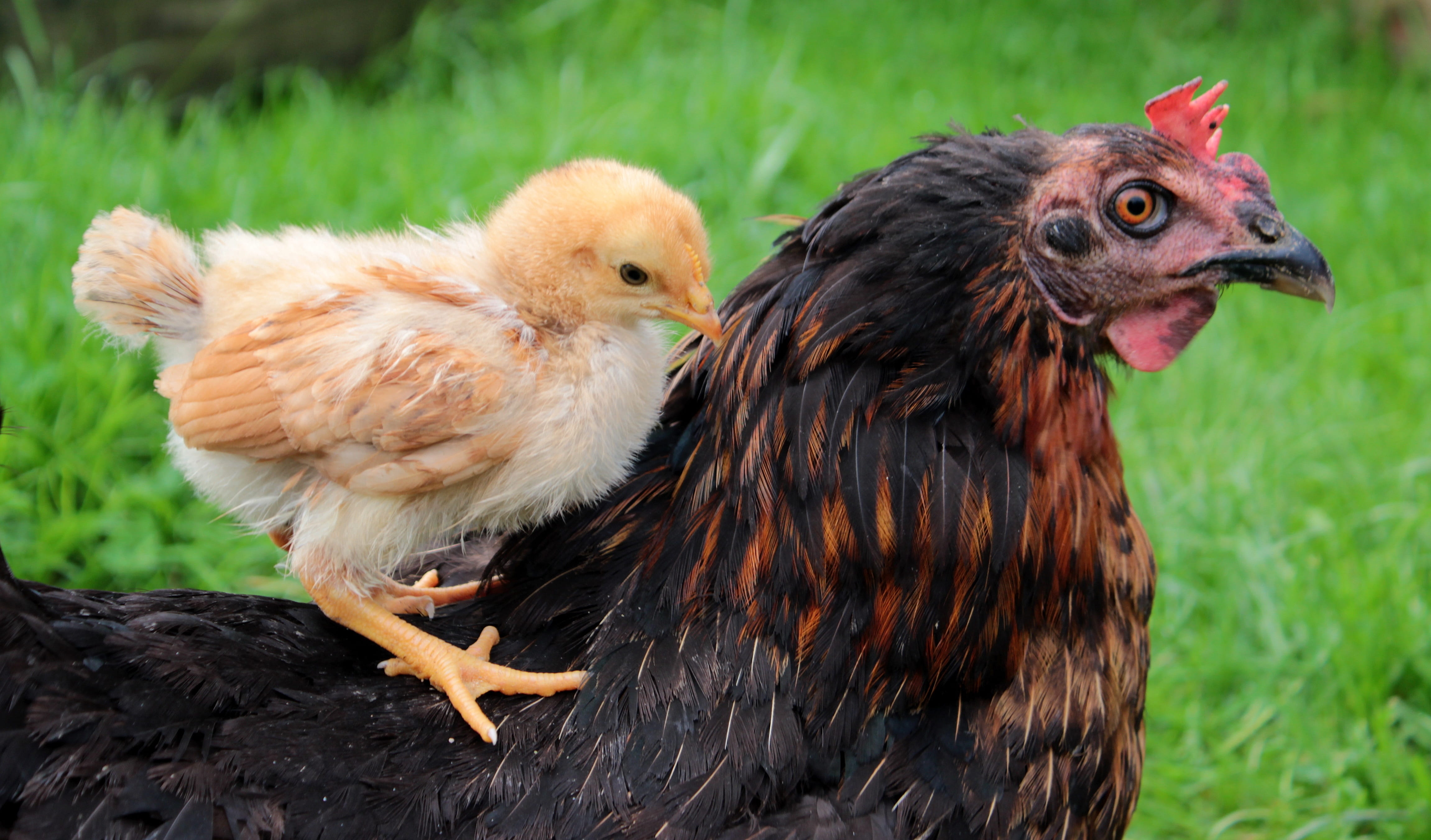 chicken - Bird, plumage, creature, rooster, animal family, closeup photography, spring, two animals, brown, young bird, vertebrate, chick on the back of the hen, HD Wallpaper